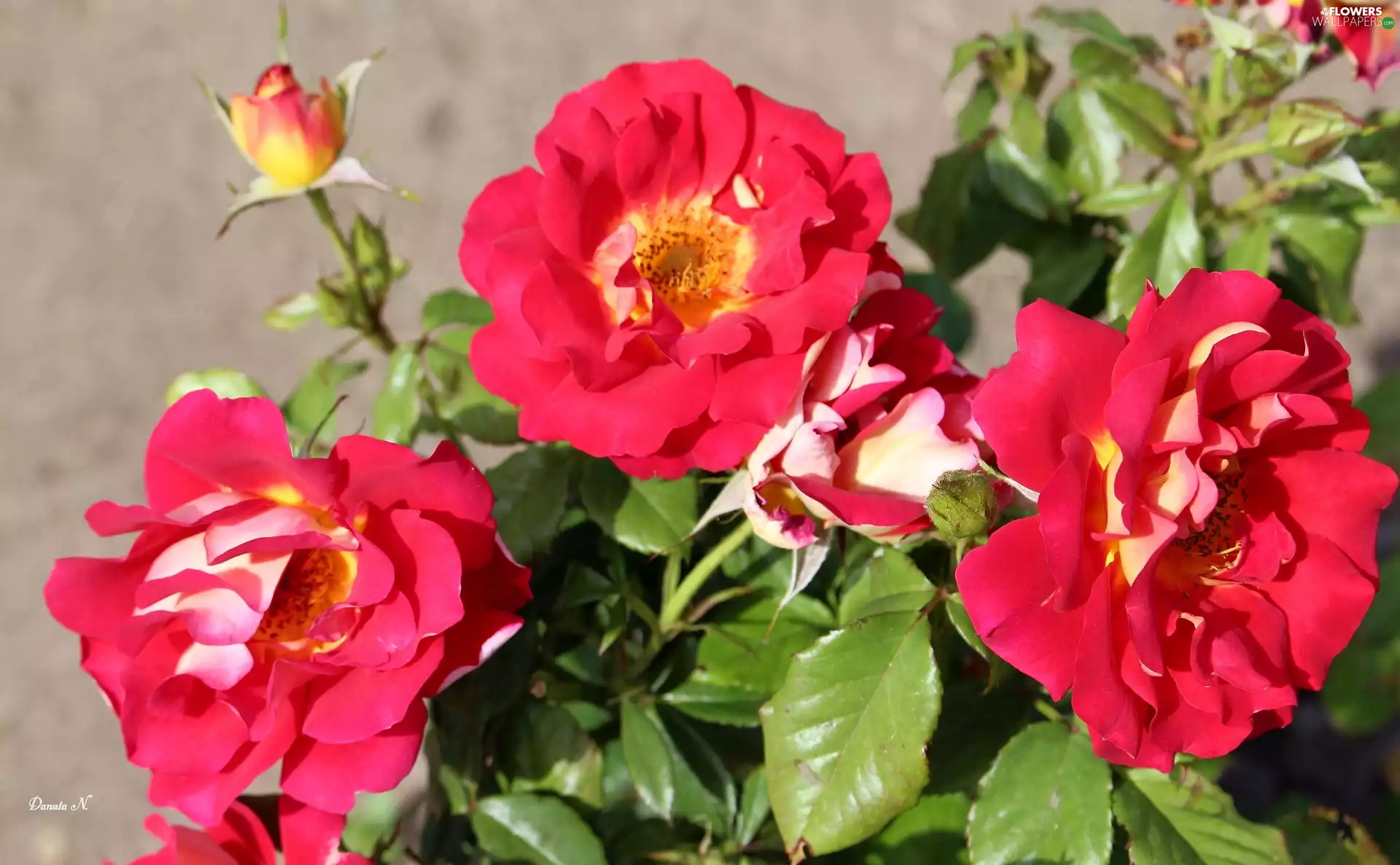 roses, Buds, Leaf, Red