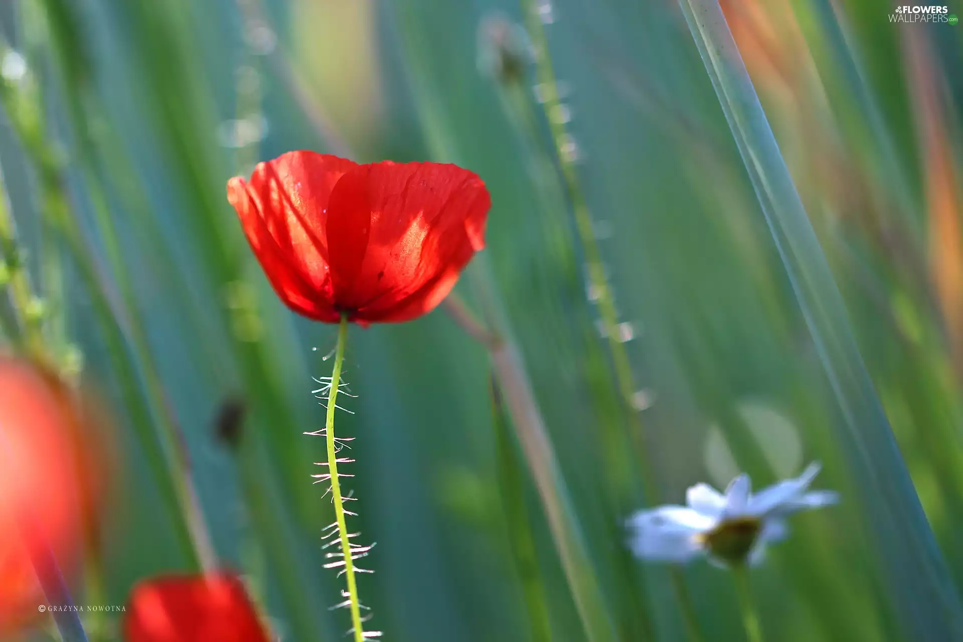 Rye, red weed, ##