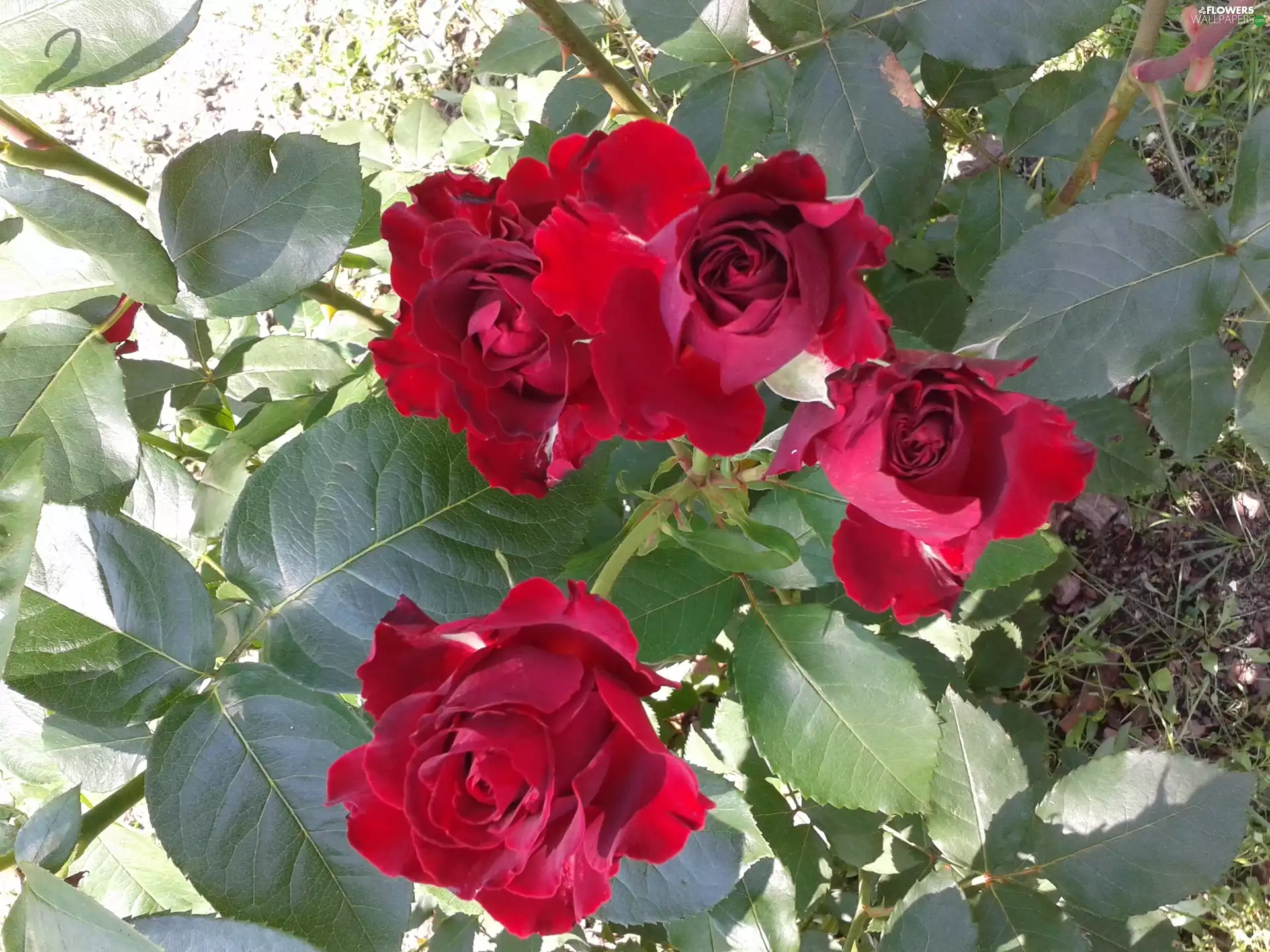 summer, roses, bush, Red