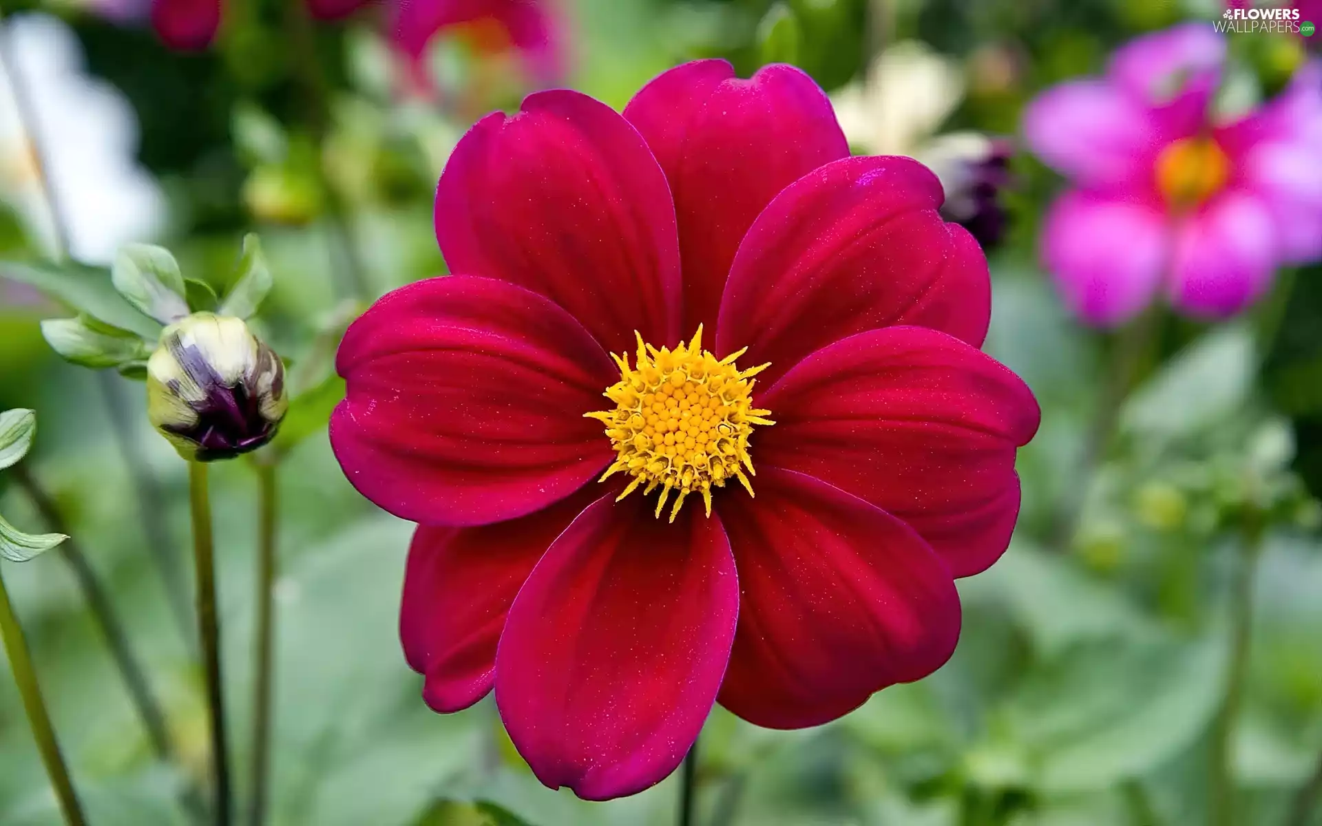 Dalia, blur, Garden, red hot, summer