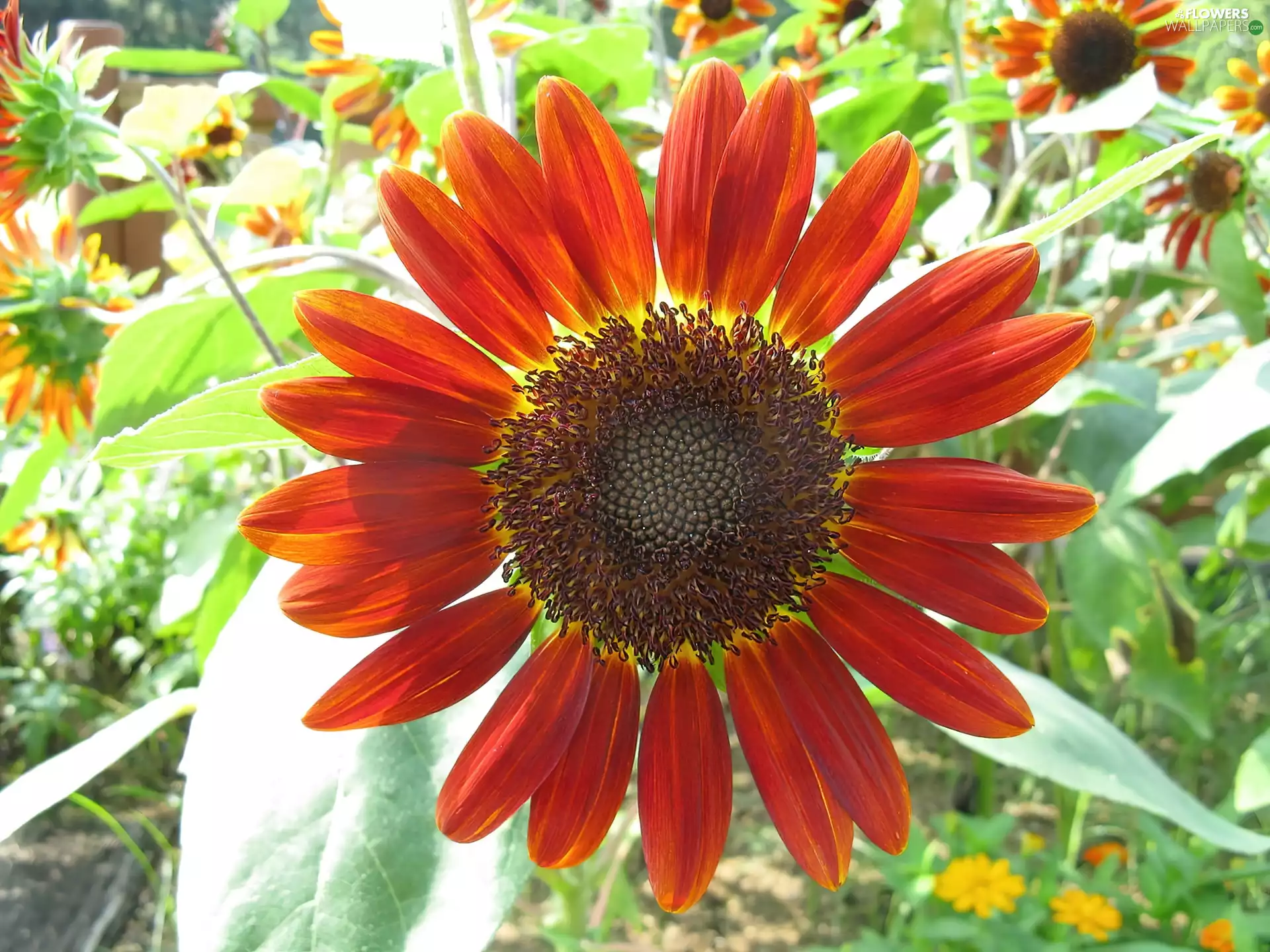 Red, Sunflower