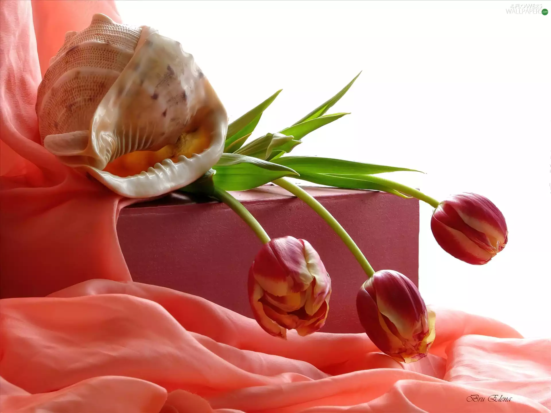 Three, Tulips, shell, Red