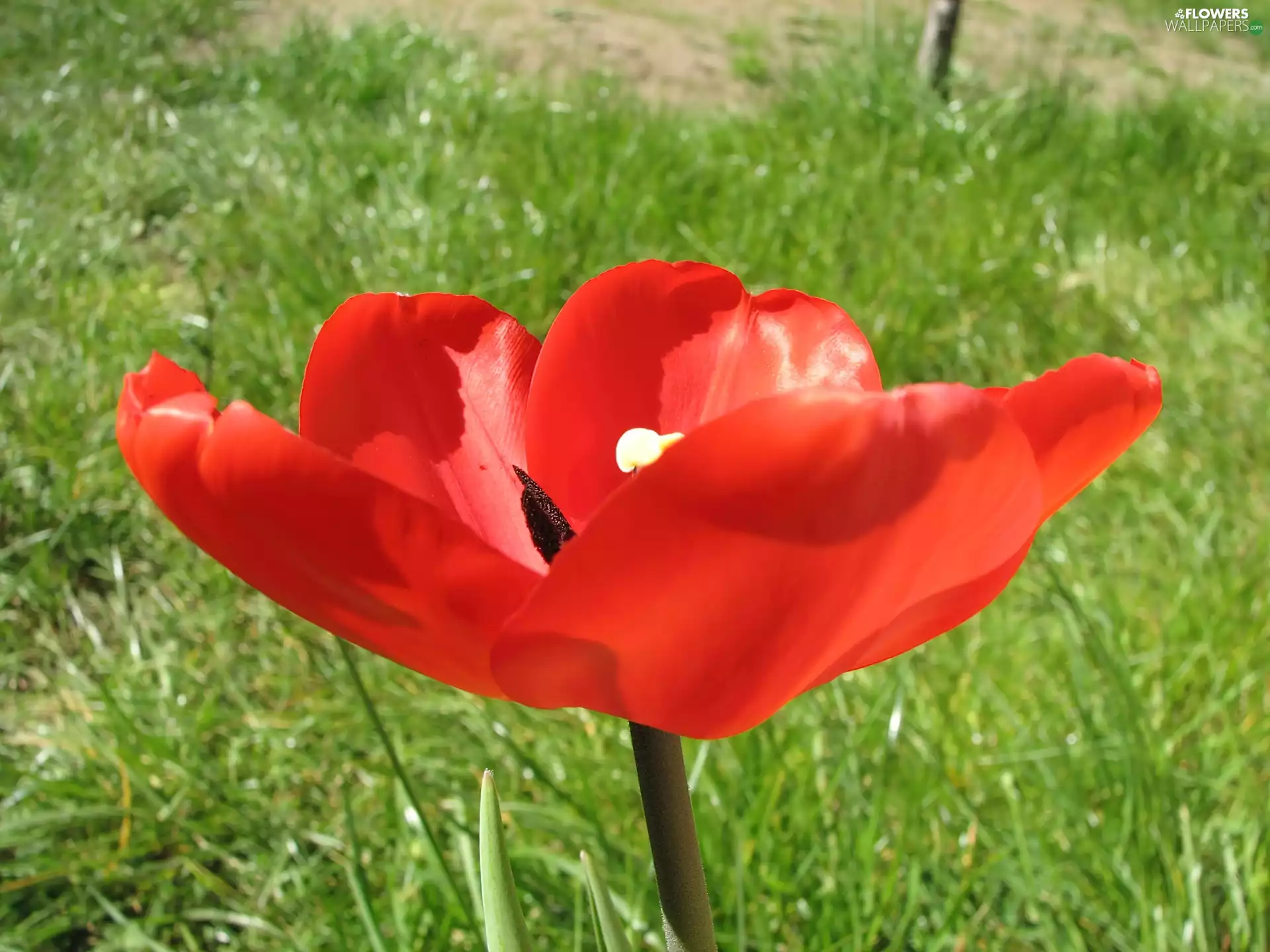 Red, tulip