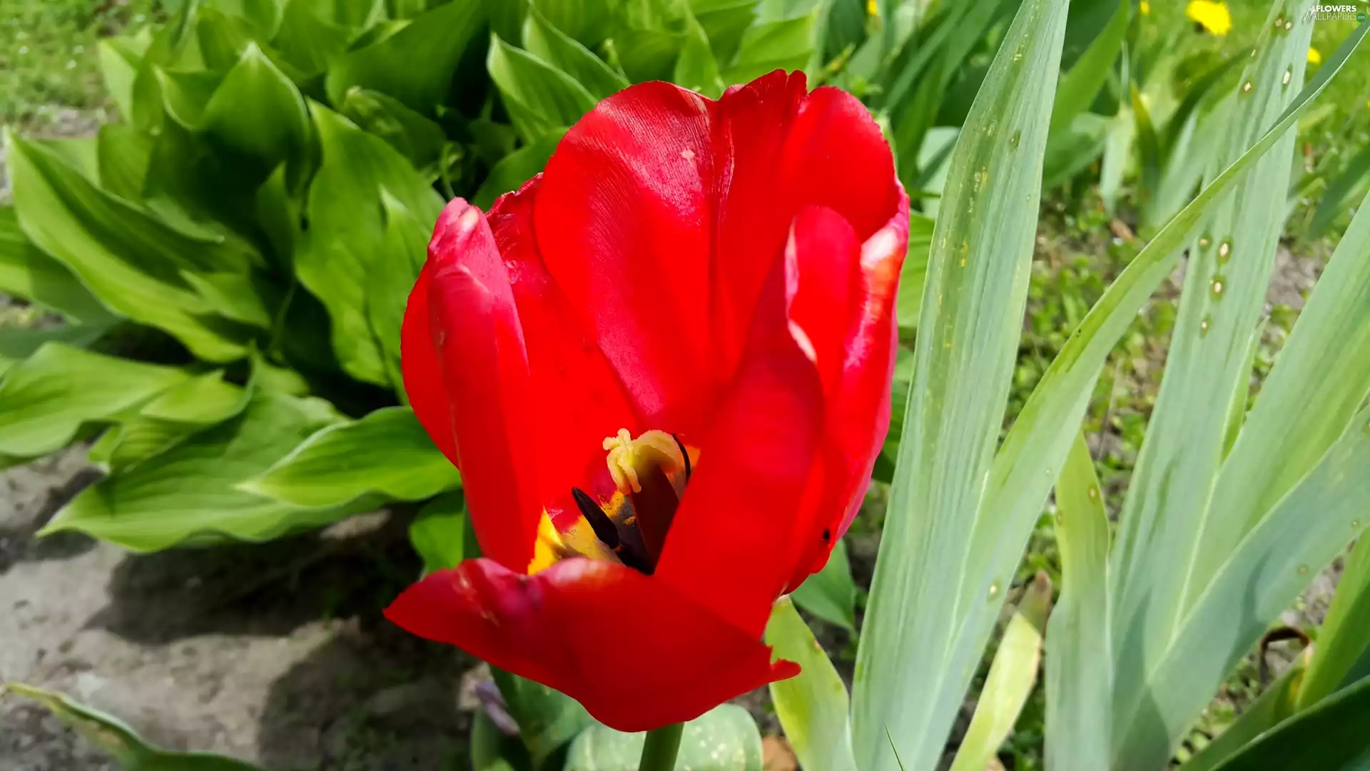 Red, tulip