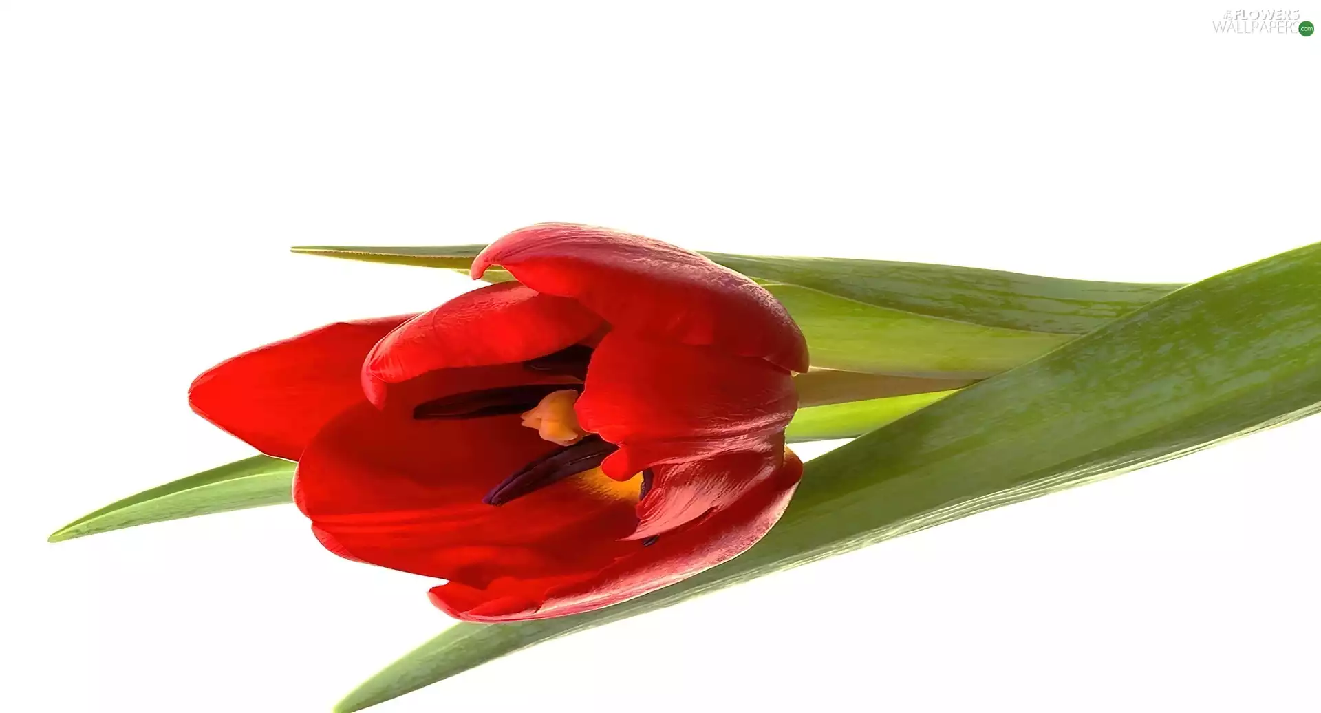 Red, tulip