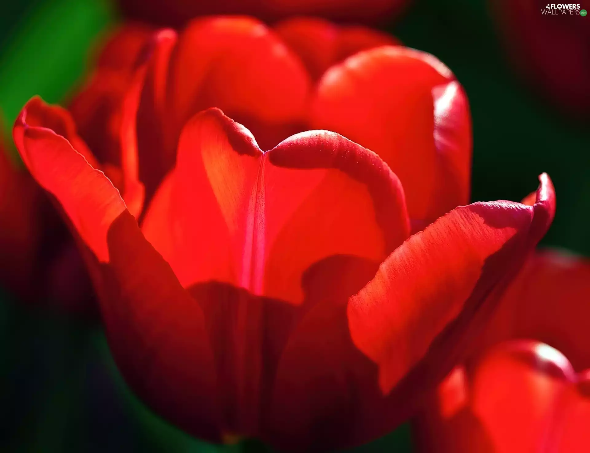 Red, tulip