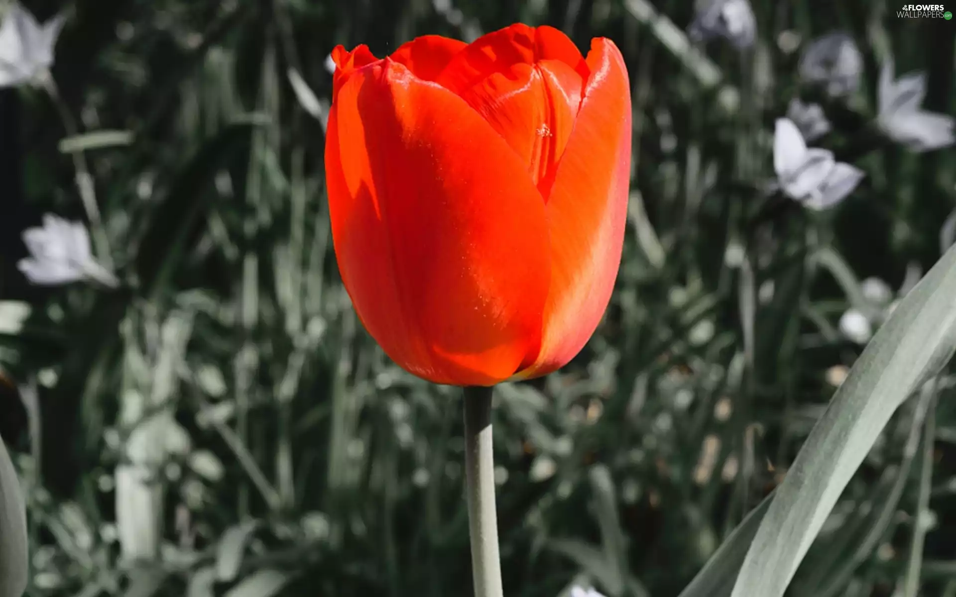tulip, background, Gray, Red