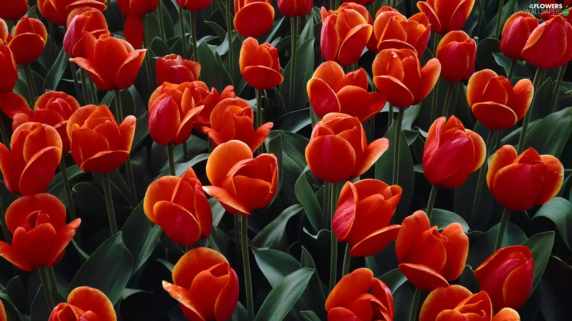 Tulips, Red