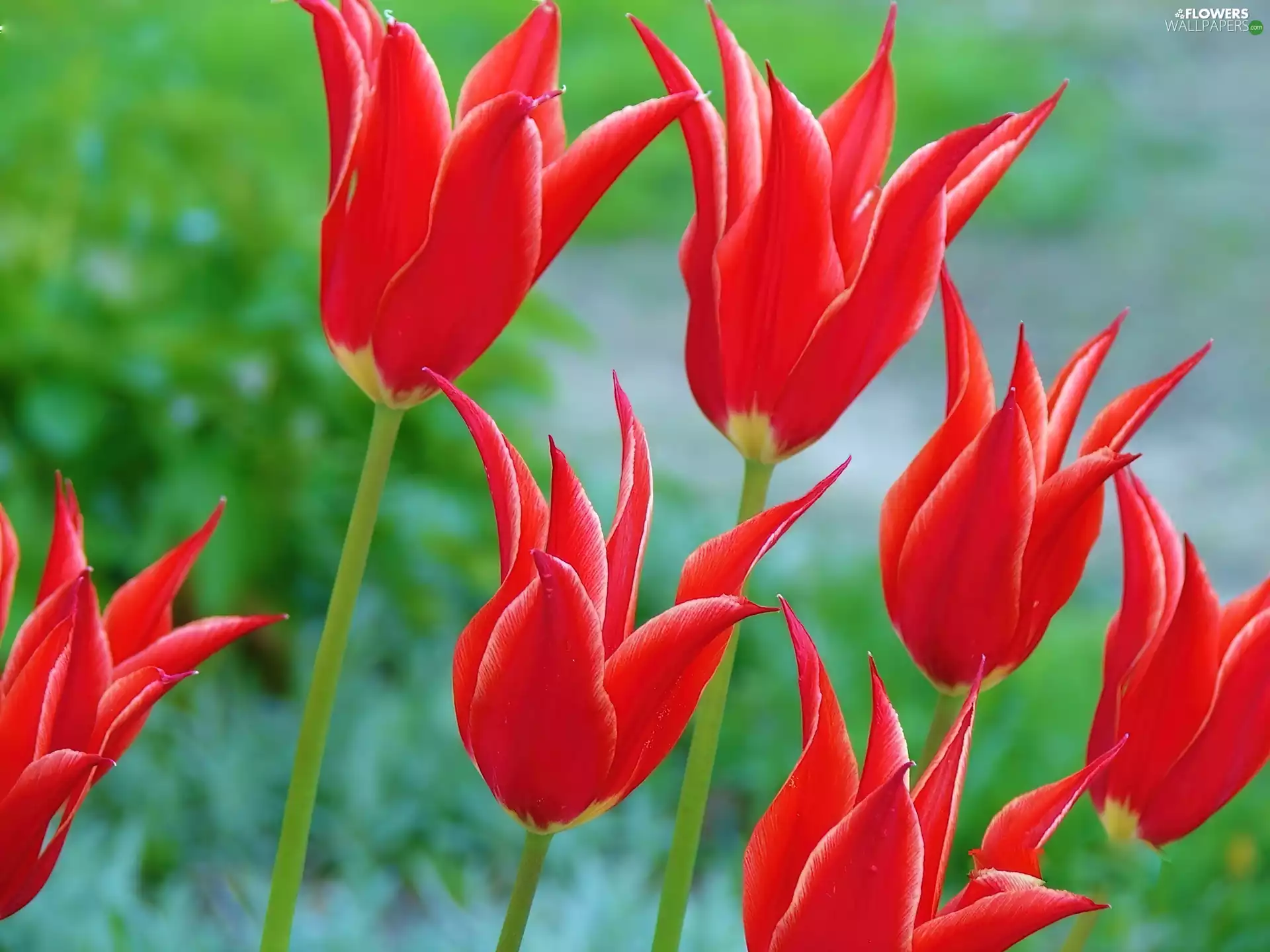 Red, Tulips