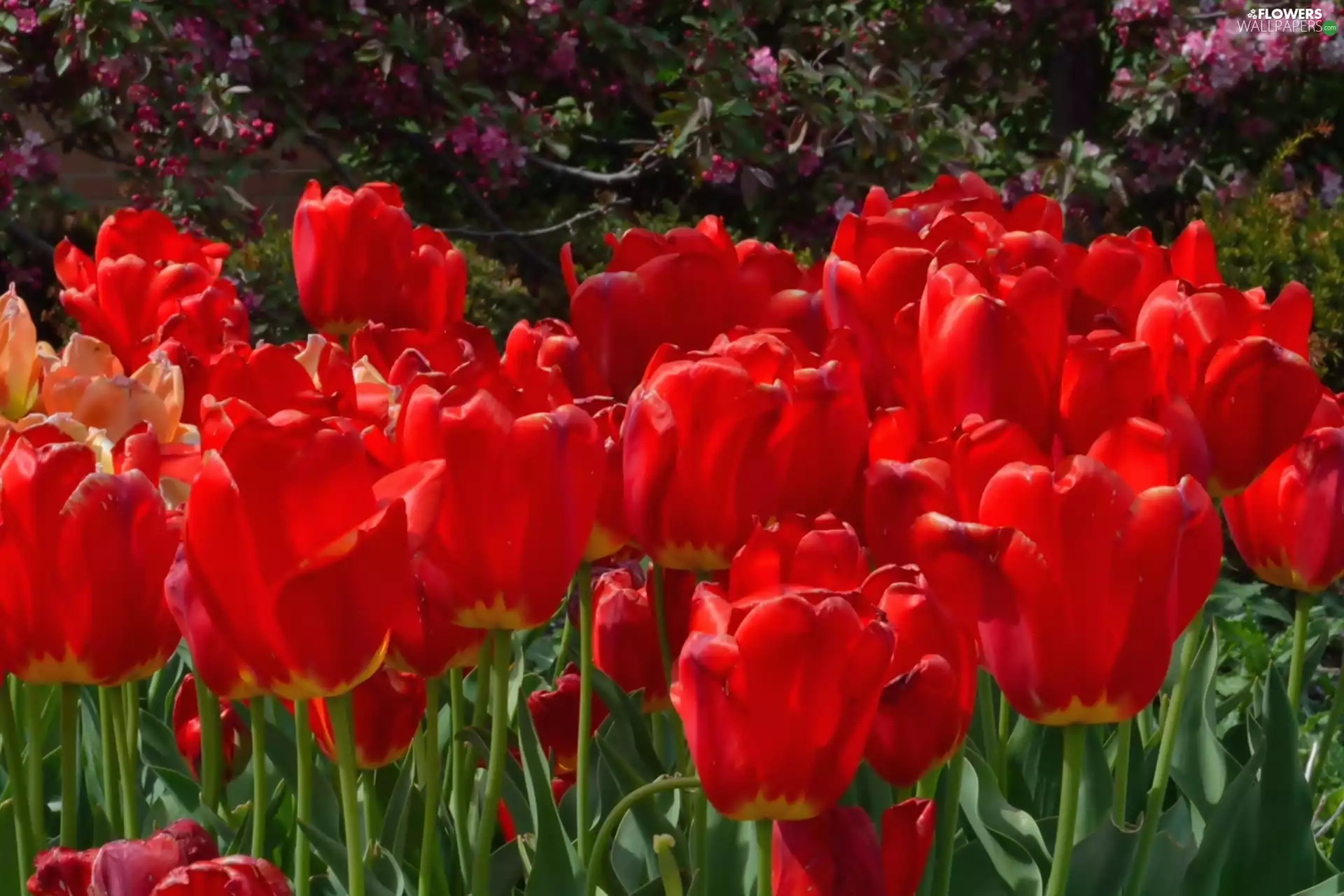 Red, Tulips