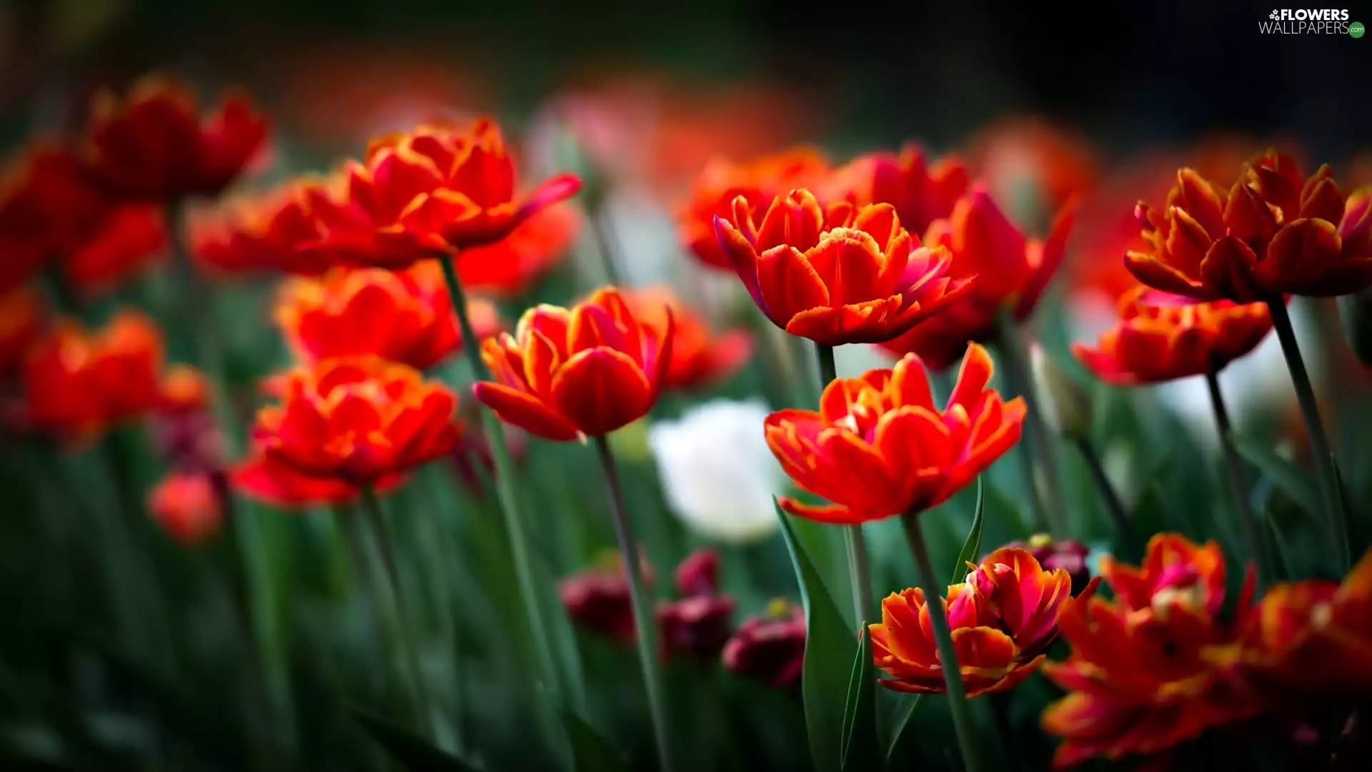 Red, Tulips