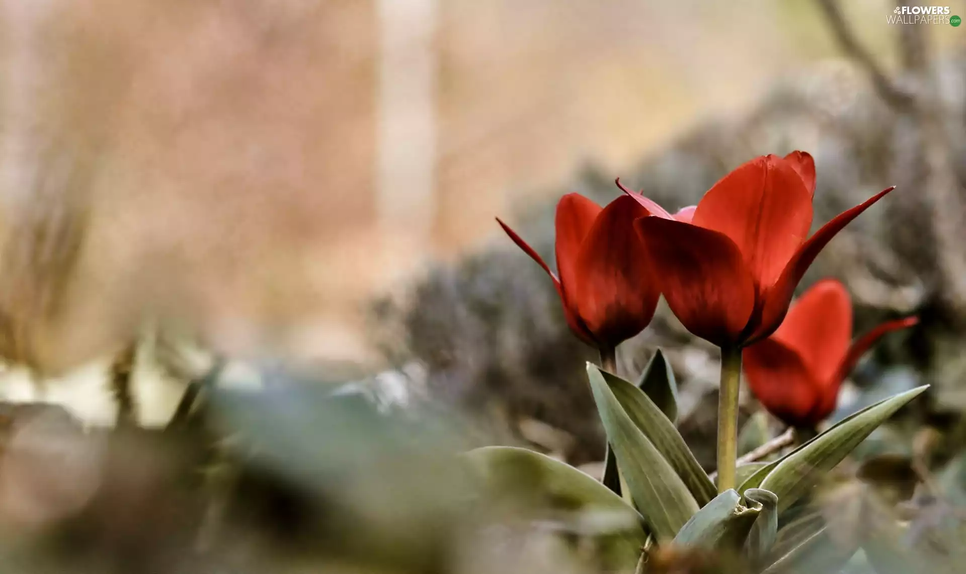 Red, Tulips