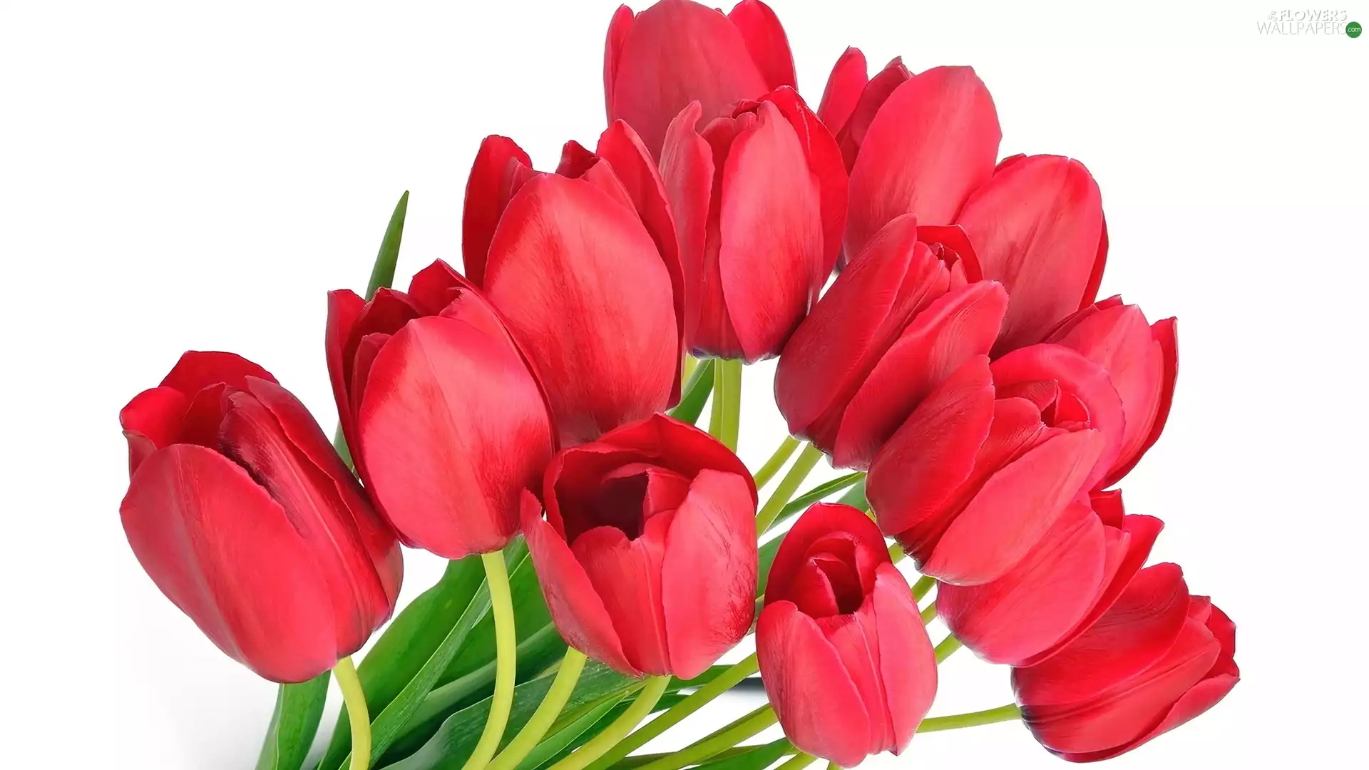 Red, Tulips