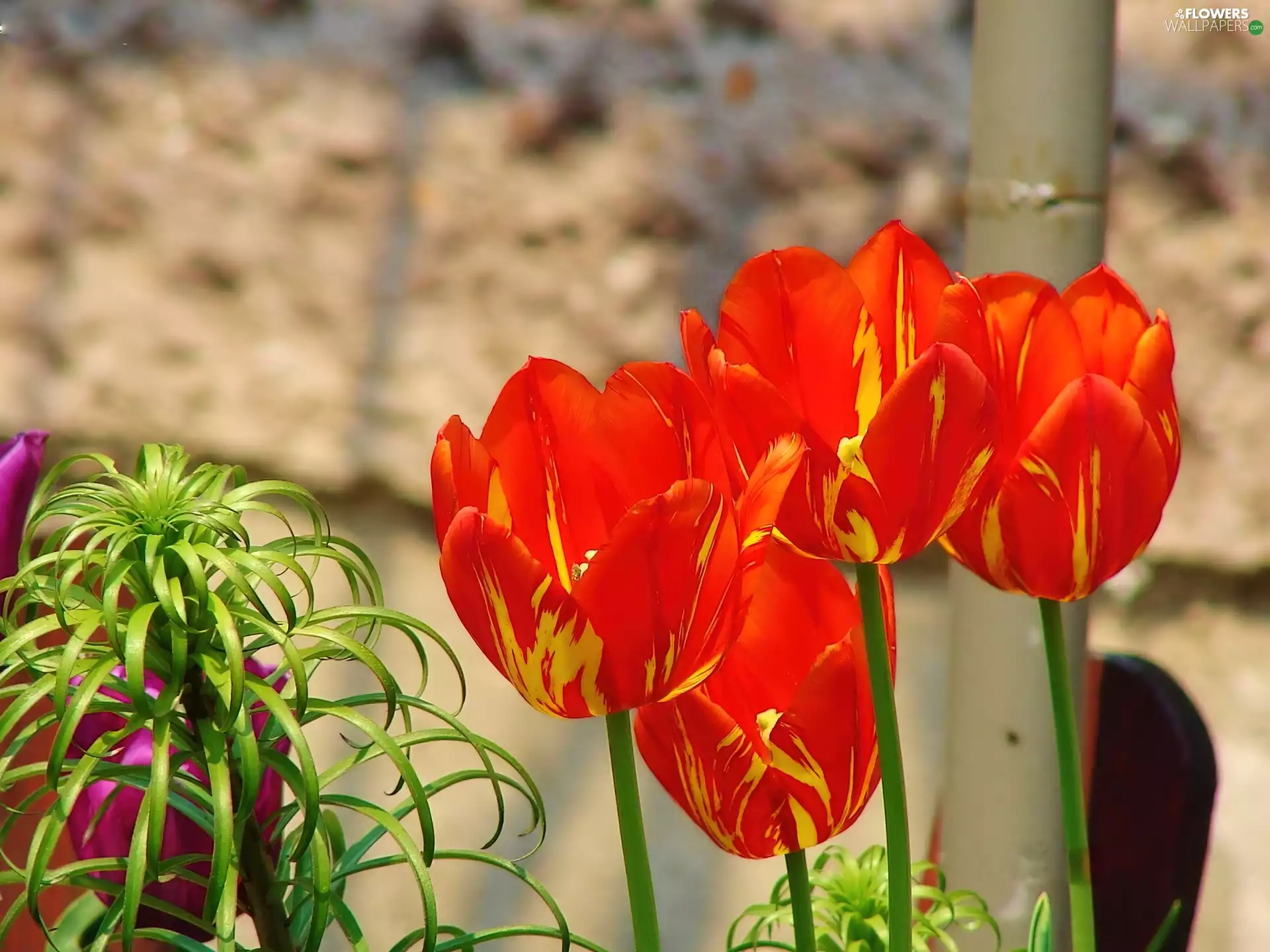 Red, Tulips