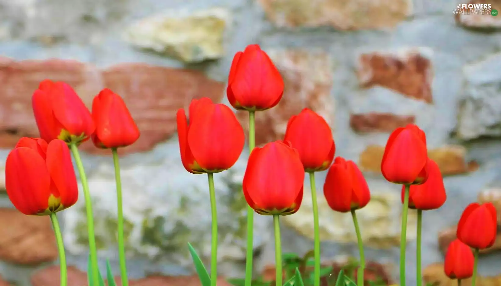 Red, Tulips