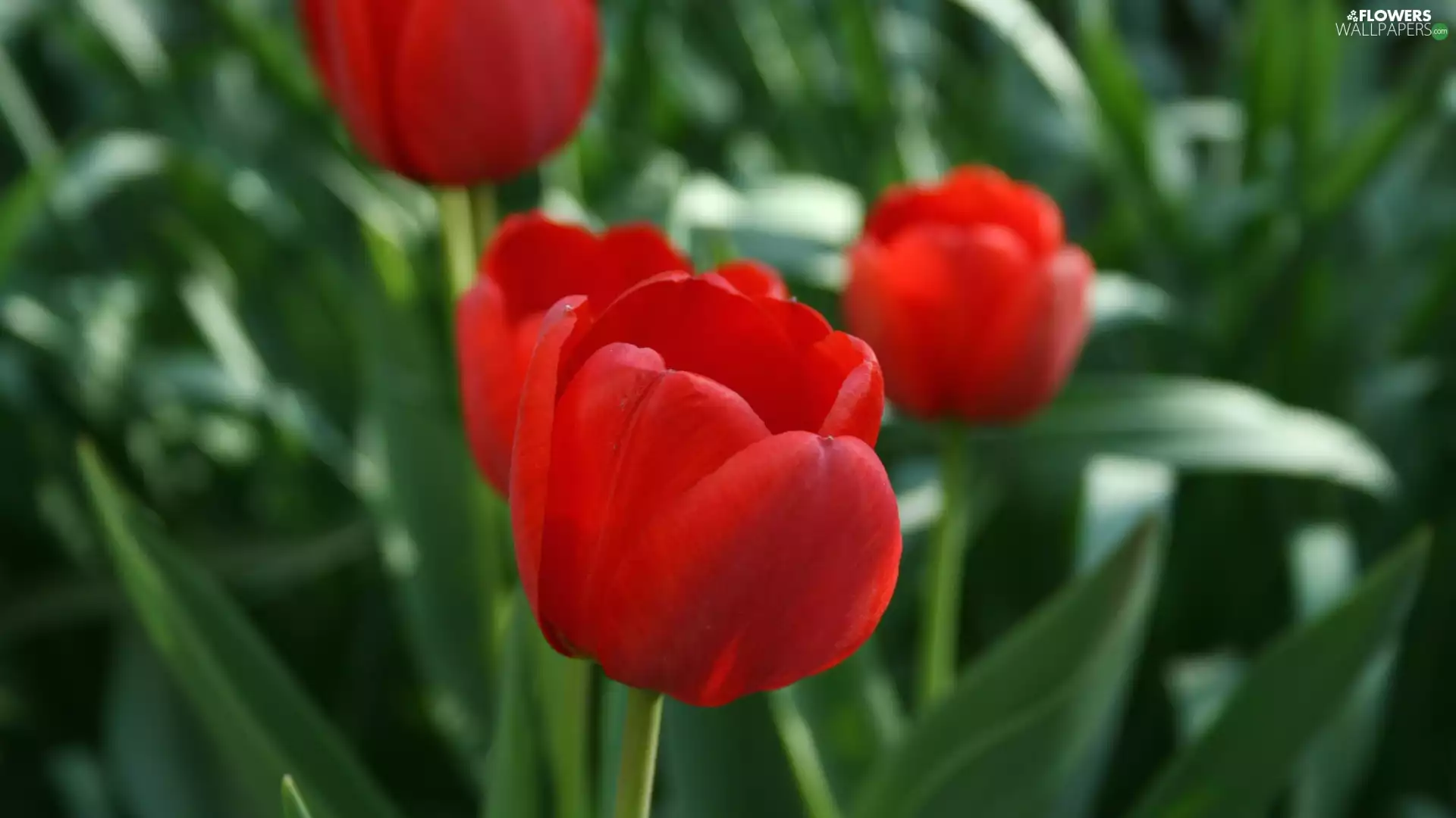 Red, Tulips