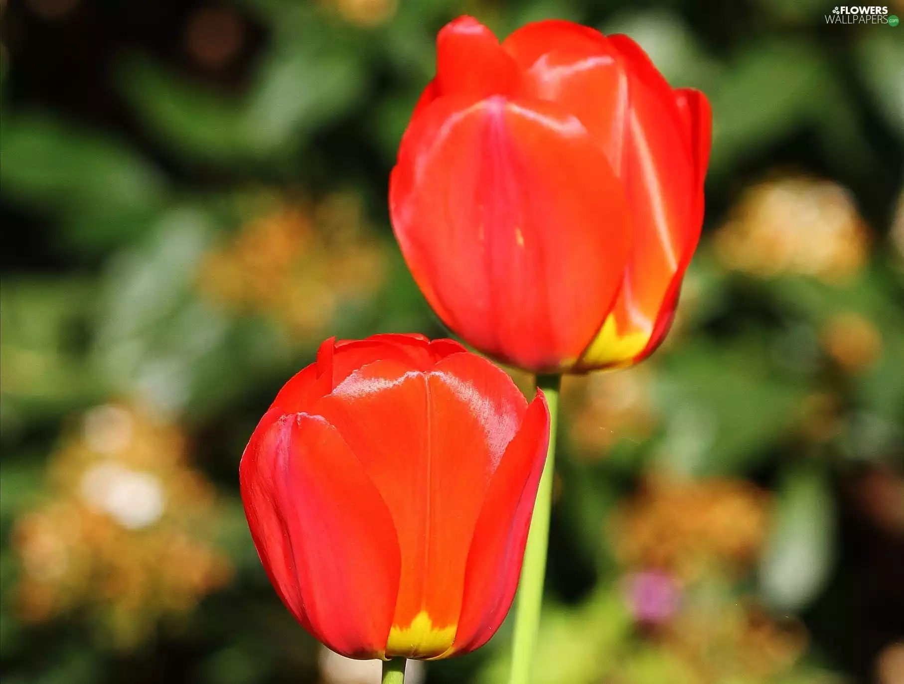 Red, Tulips