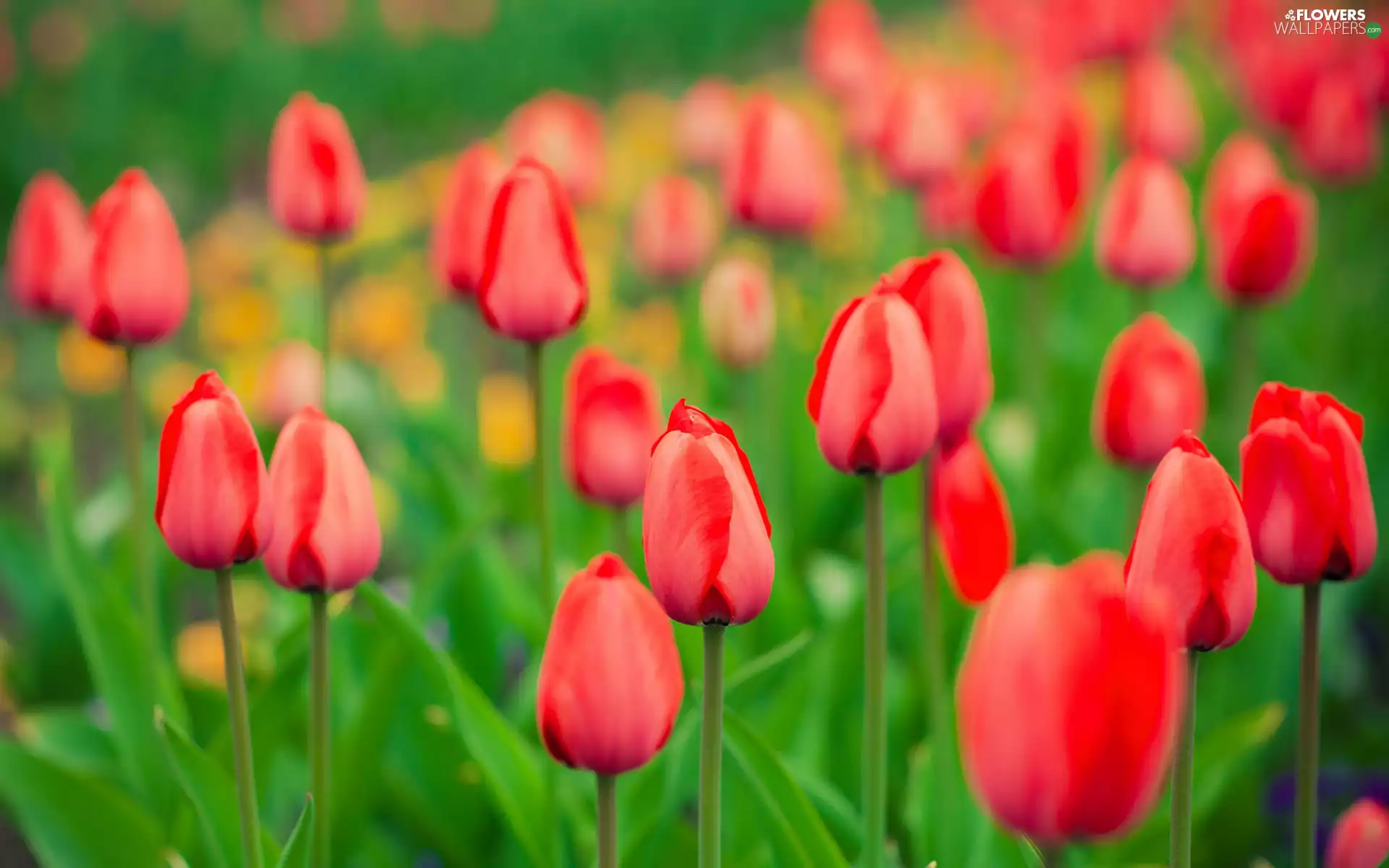 Buds, blurry background, Red, Flowers, Tulips