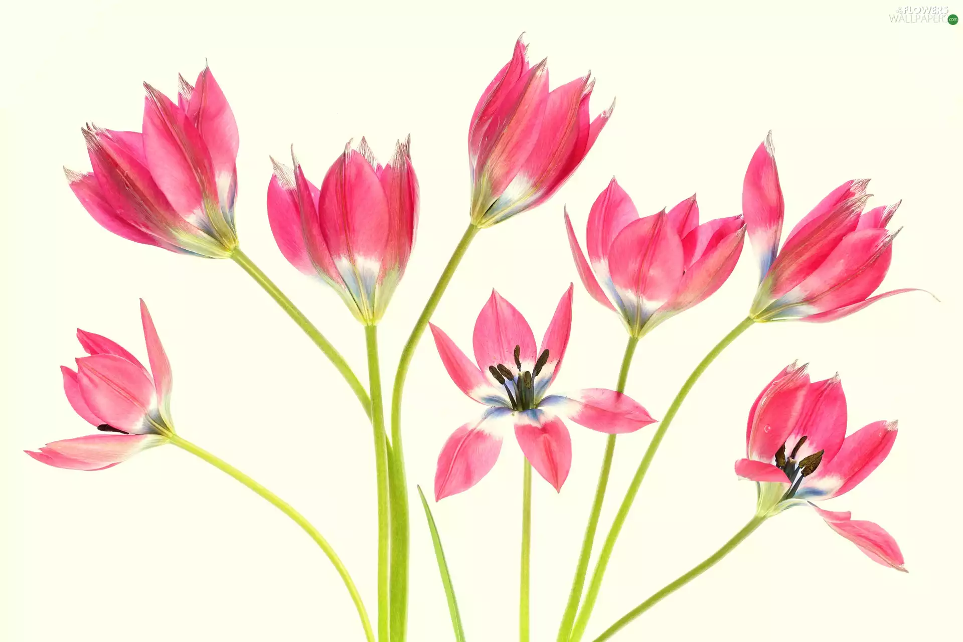 Light yellow, background, Red, Flowers, Tulips