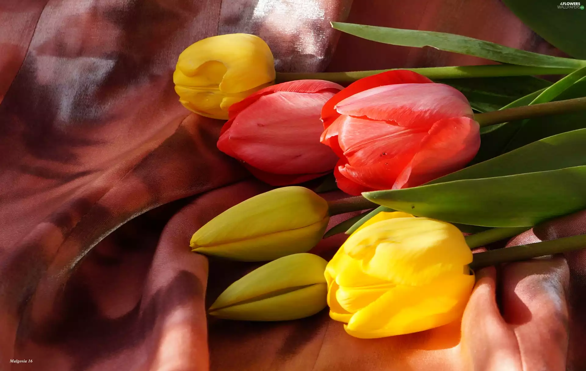 Yellow, Red, Tulips, color, bouquet
