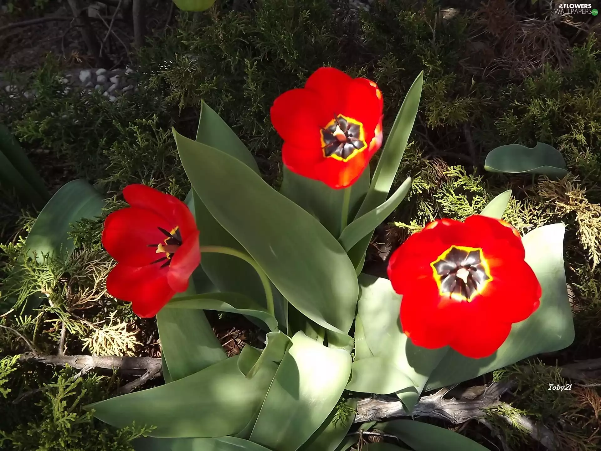 Red, Flowers, Tulips