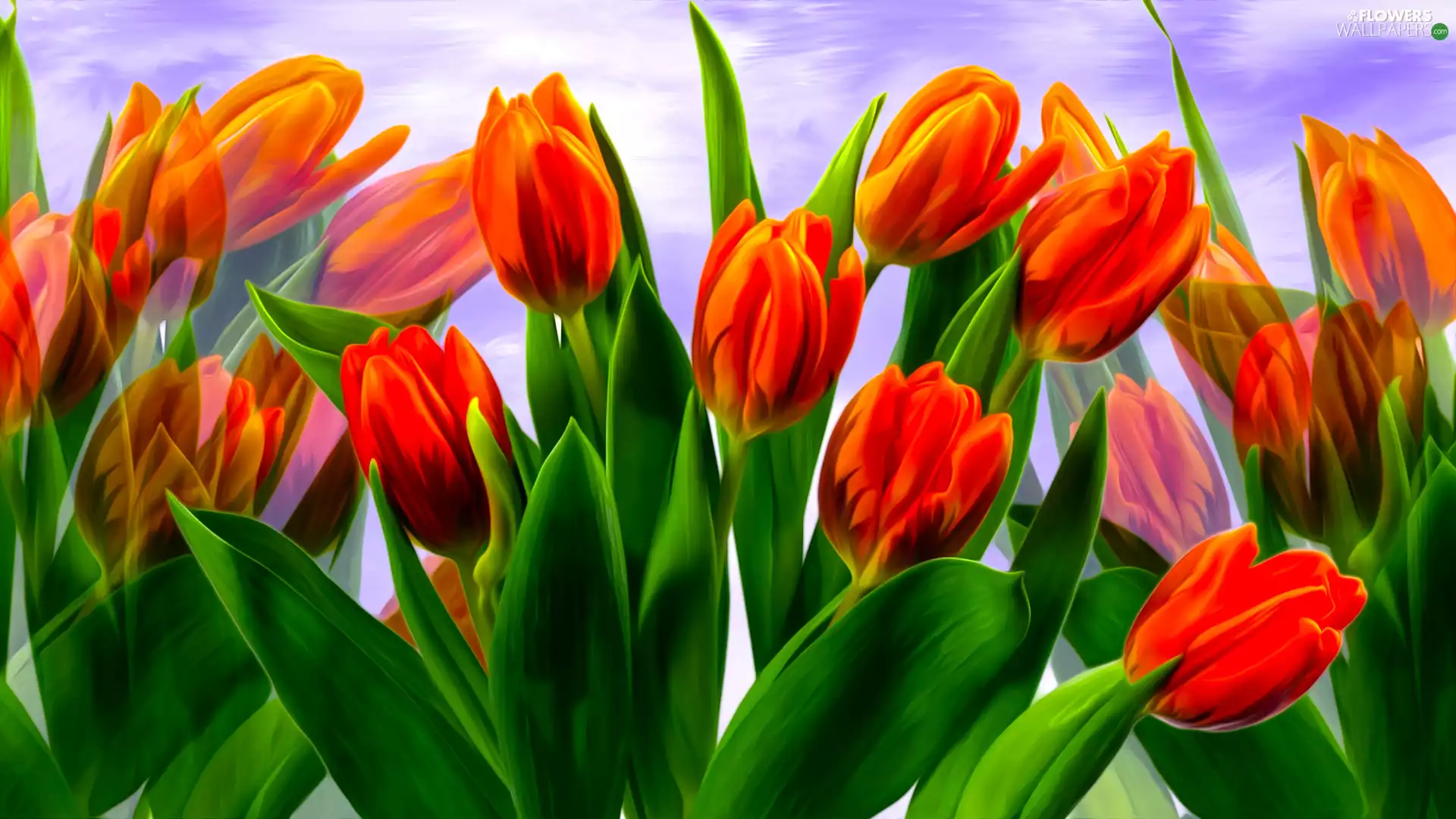 Tulips, Flowers, graphics, Red