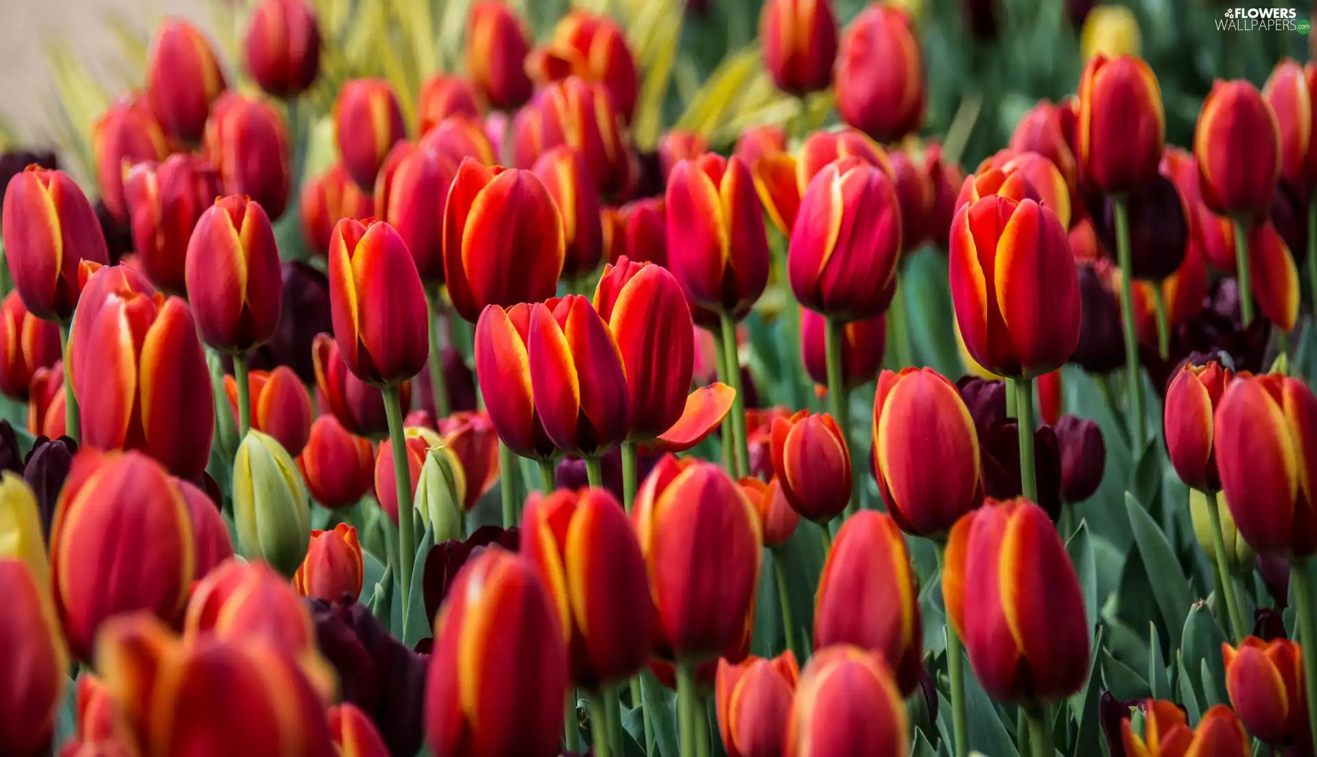 Red-Yellow, Tulips