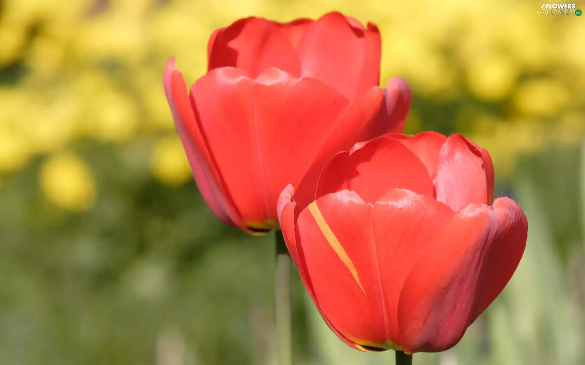 Tulips, Two cars, Red