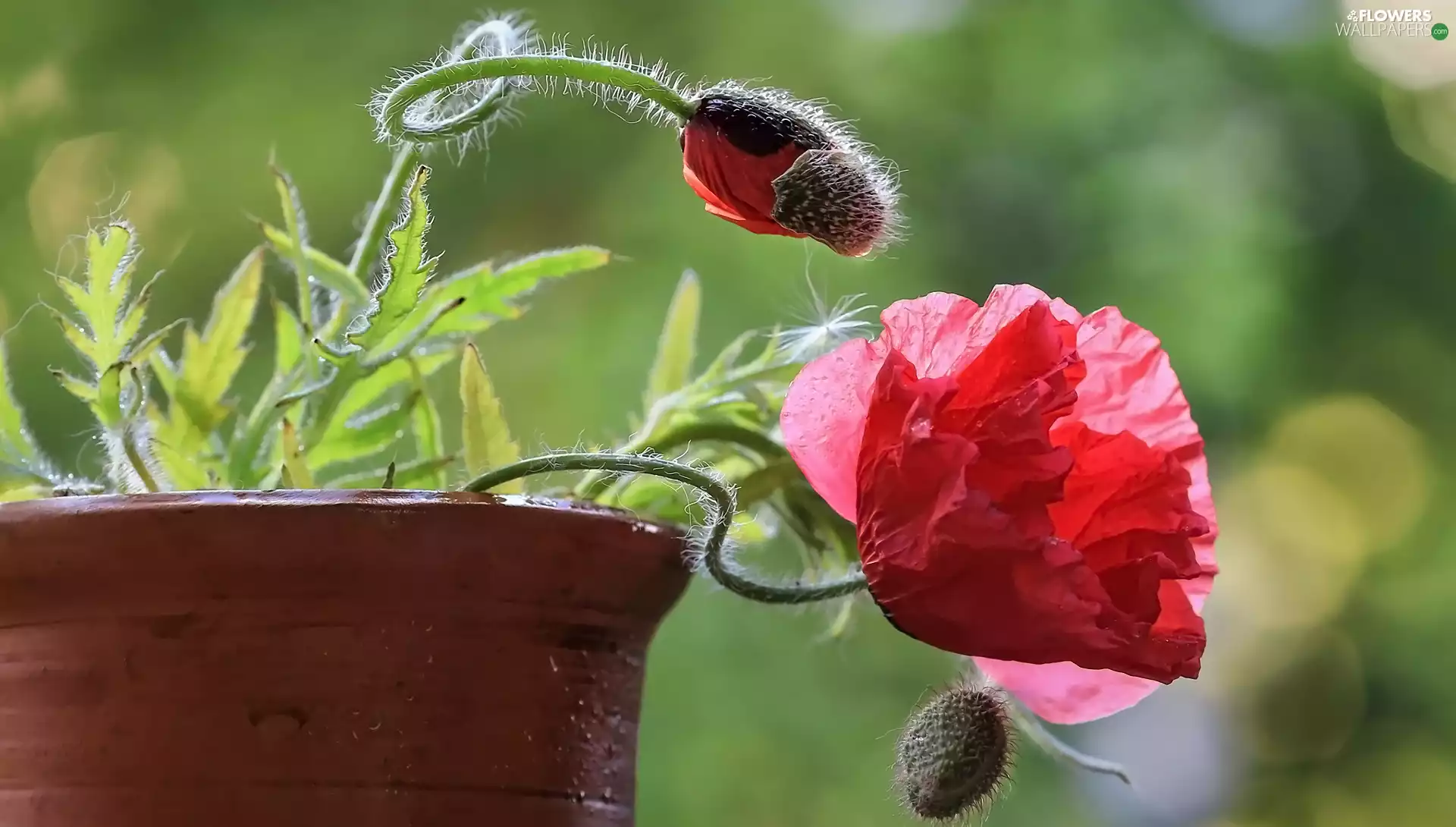 Flowers, red weed, pot, Buds