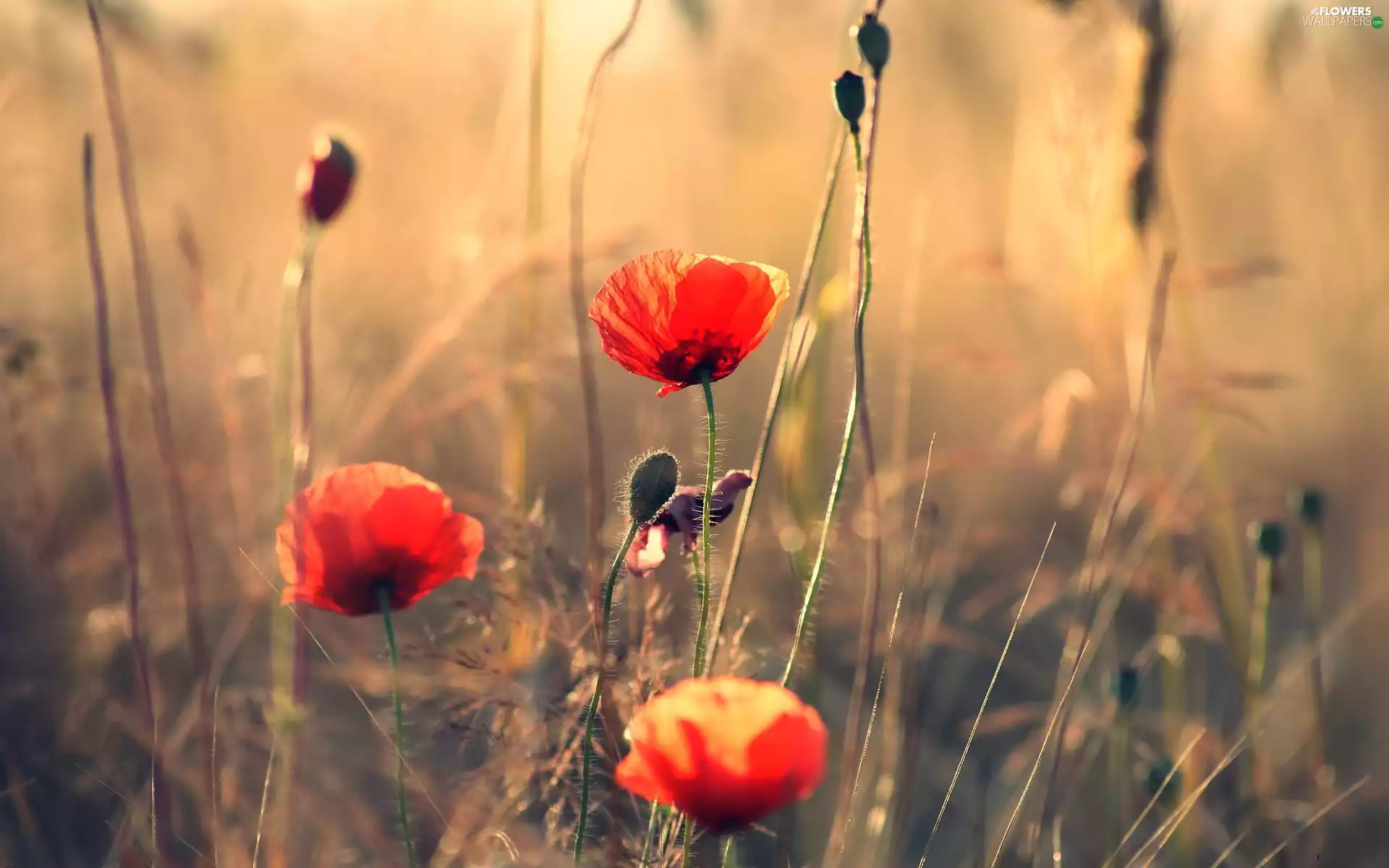 summer, red weed, blur, field