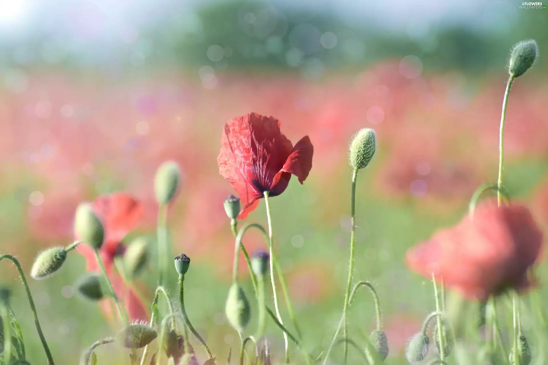 Flowers, red weed, Buds, Red