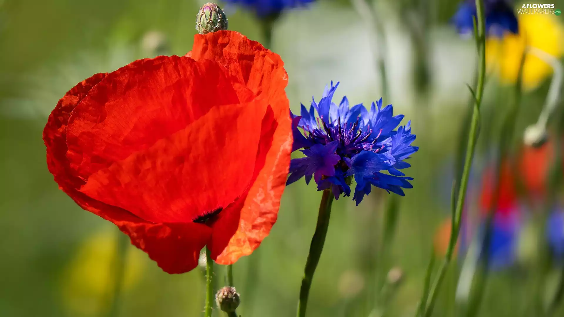 Flowers, red weed, Chaber, Red