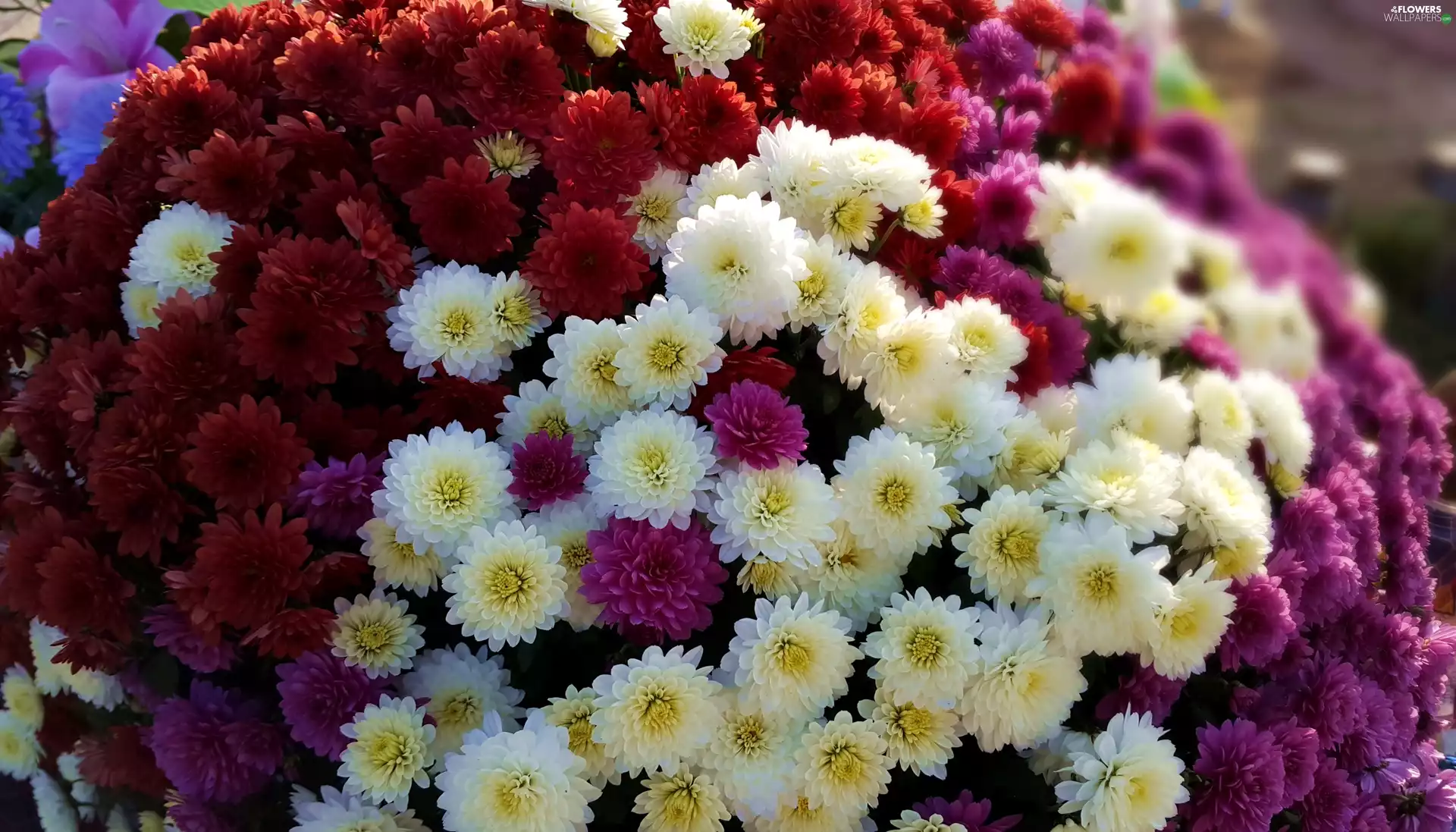 White, Purple, Chrysanthemums, Red