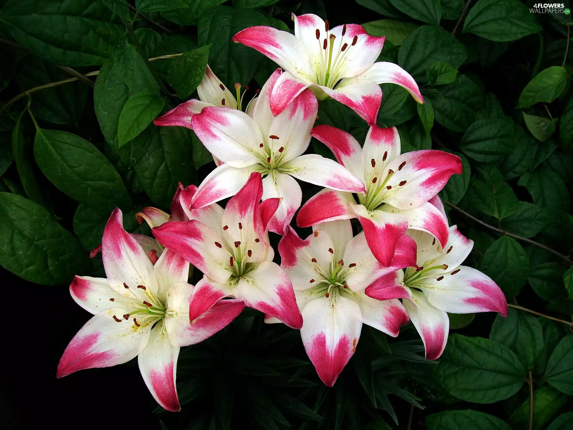 white, lilies, Leaf, Red