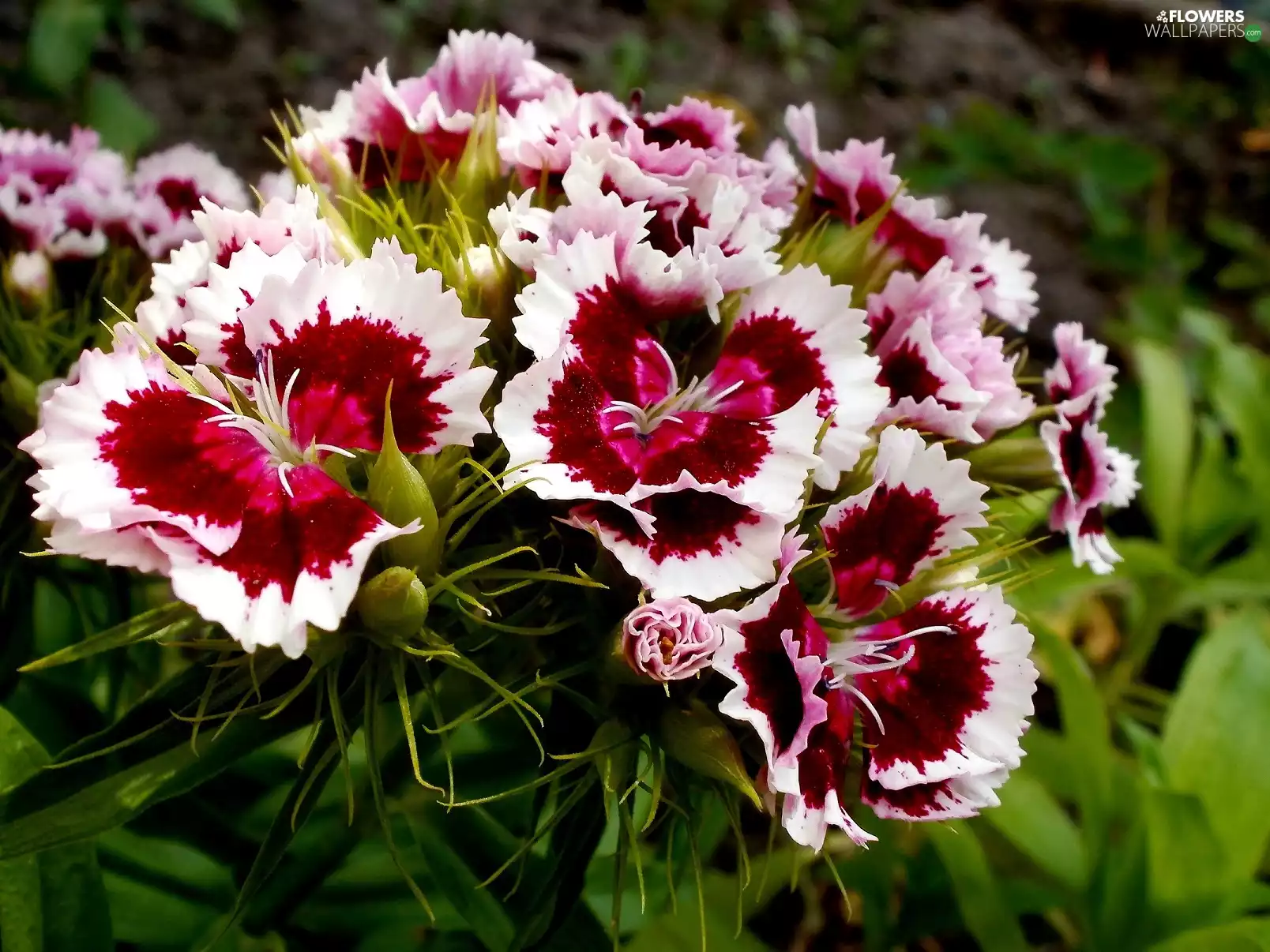 Red, pink, white