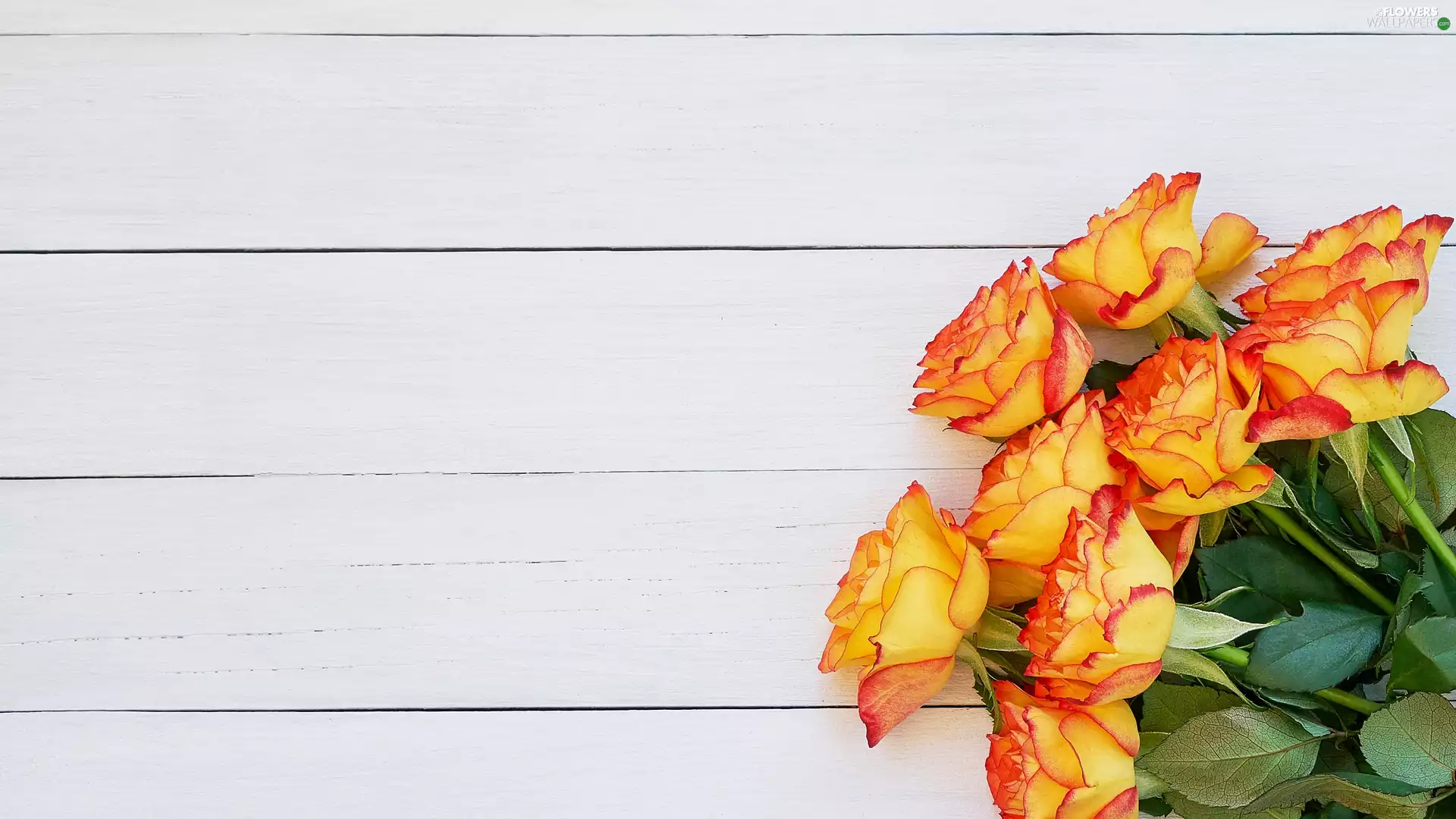 Yellow-red, White, boarding, roses