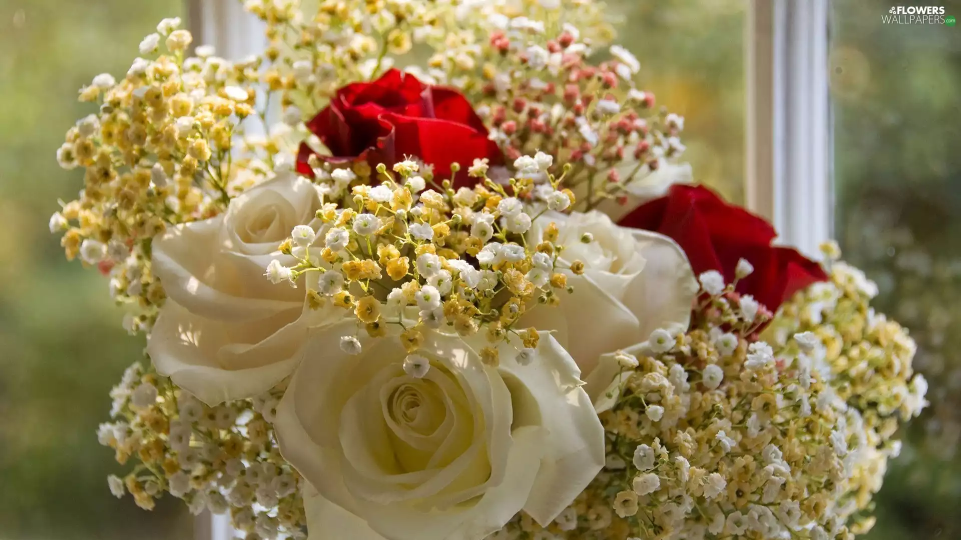 White, Flowers, roses, Red