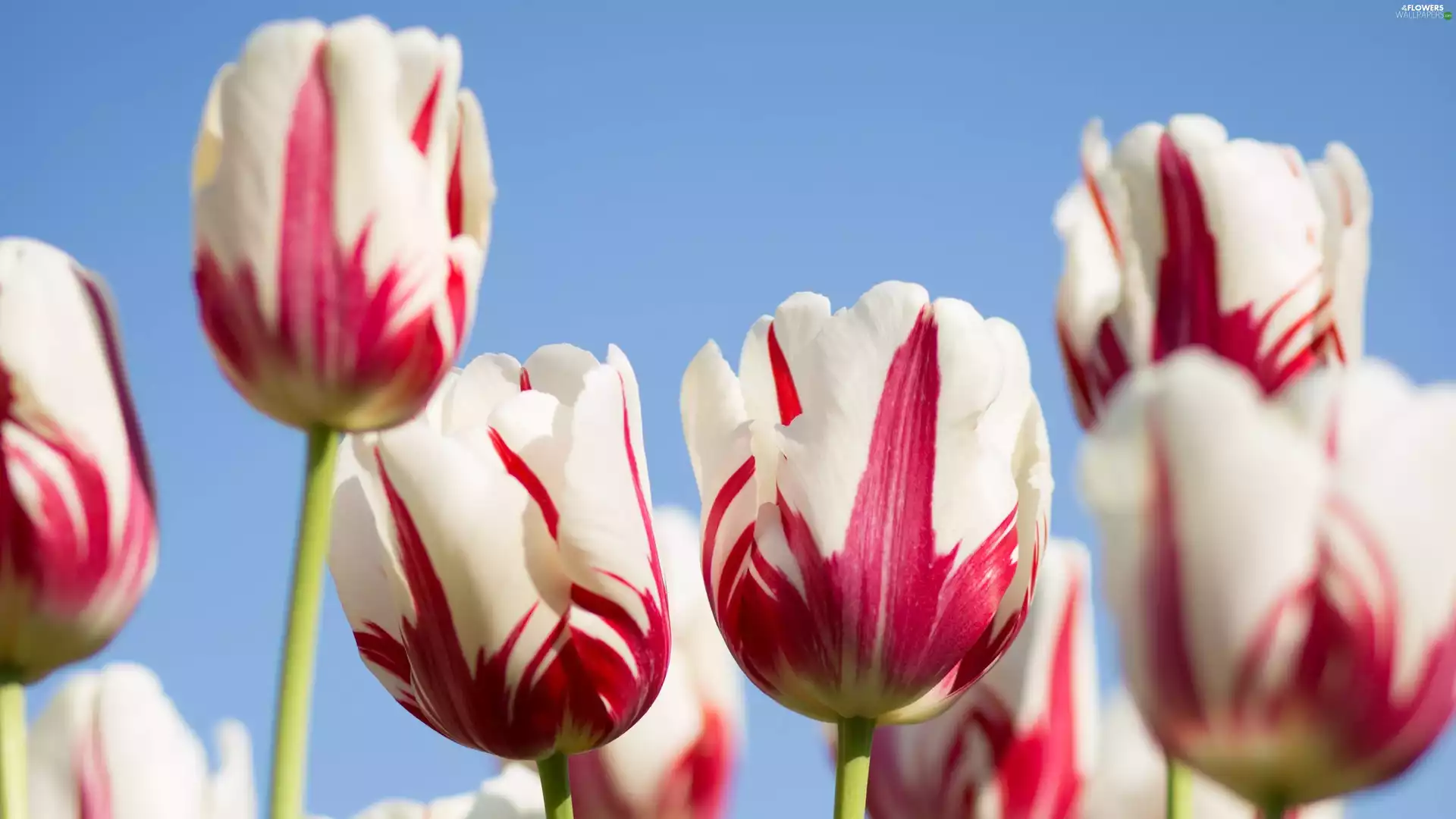 Red, Tulips, white