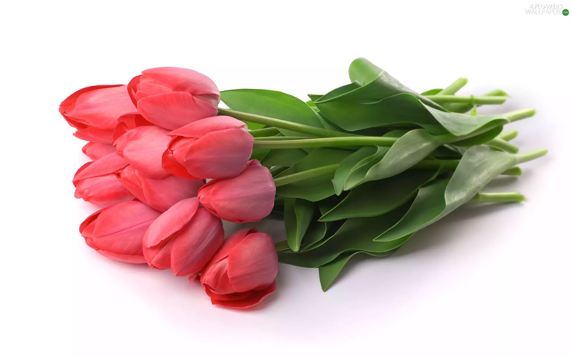 Flowers, Red, white background, Tulips