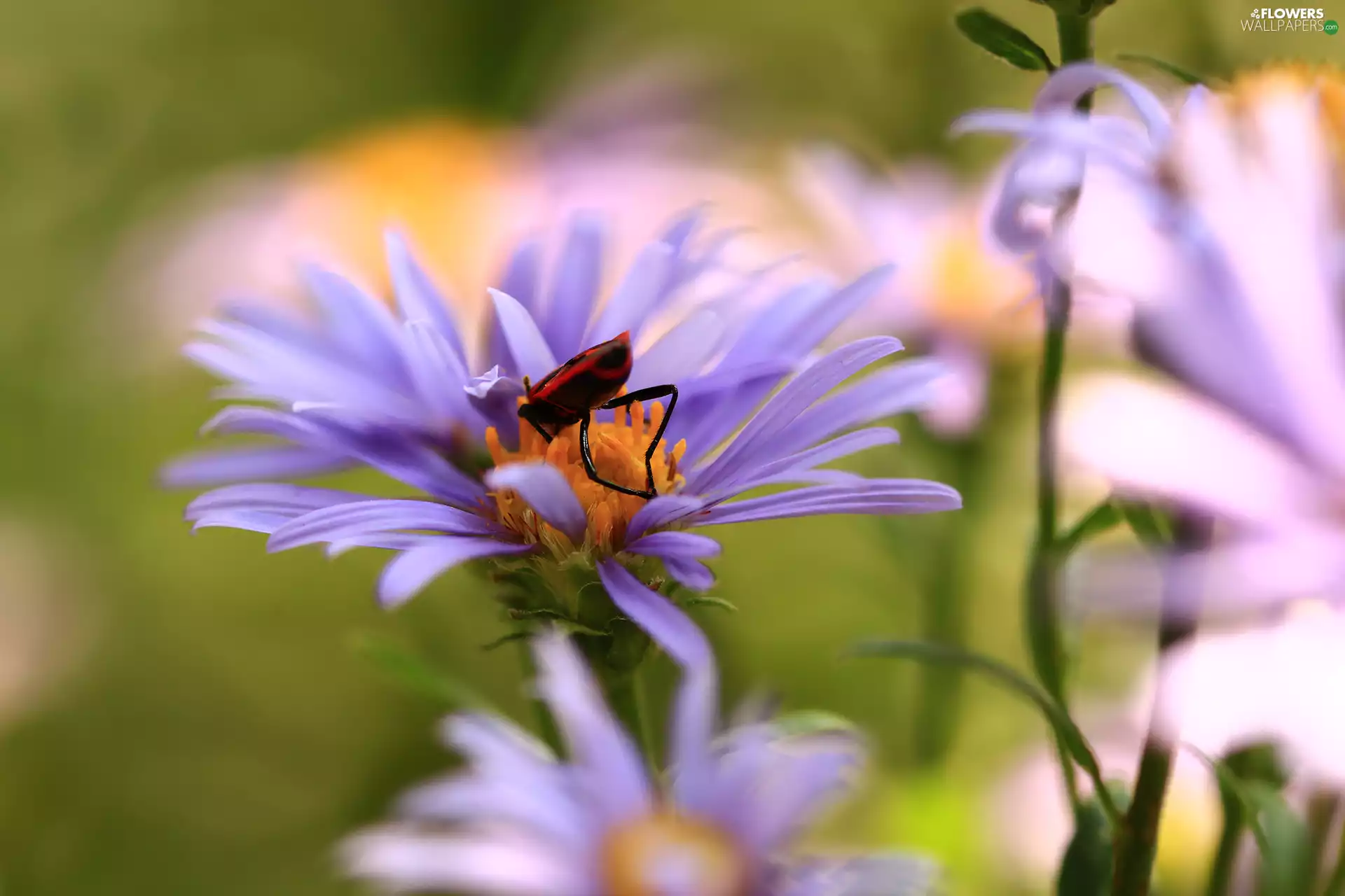 Red, Smith wingless, Aster, Insect, Violet