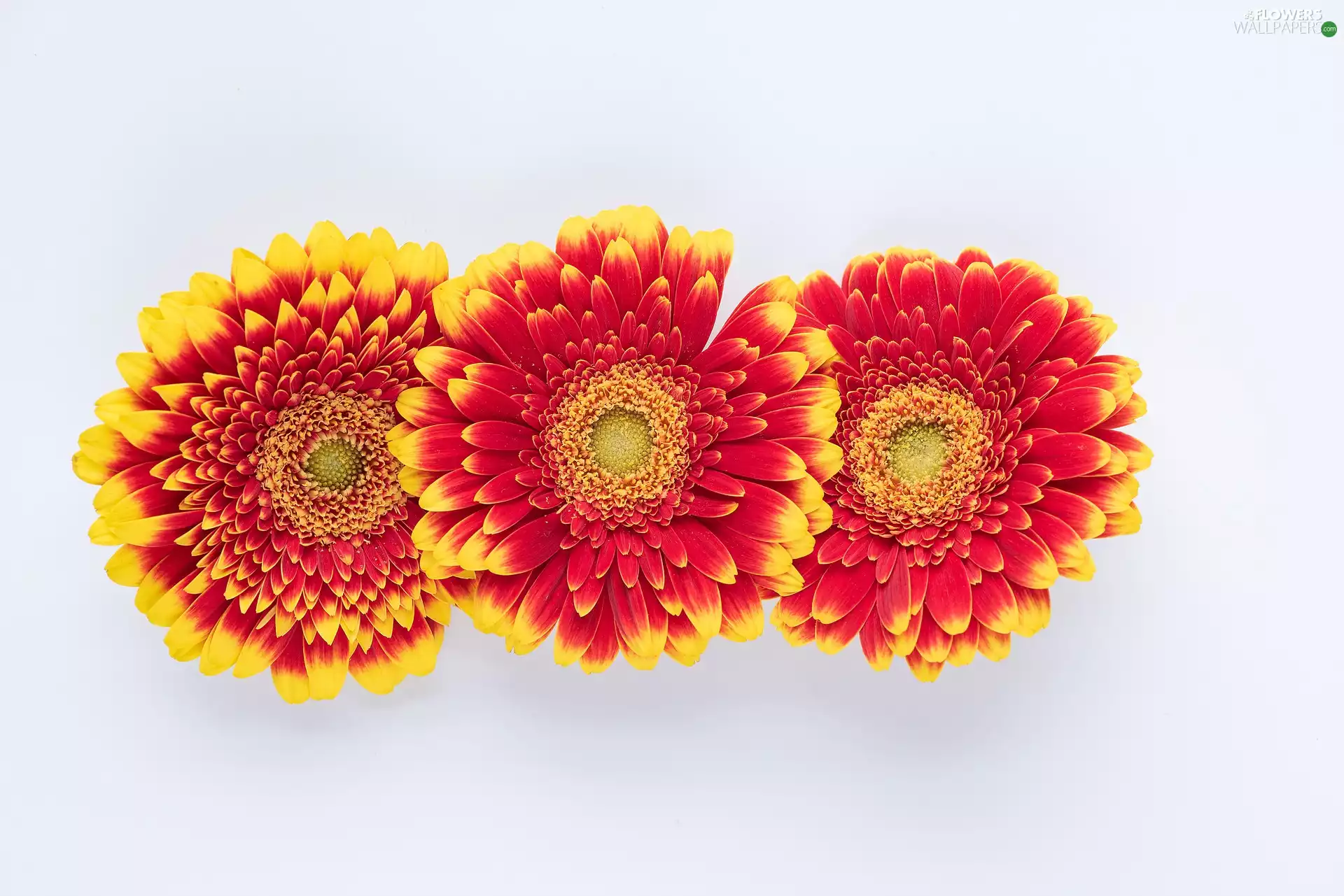 Flowers, Red-Yellow, gerberas, Three