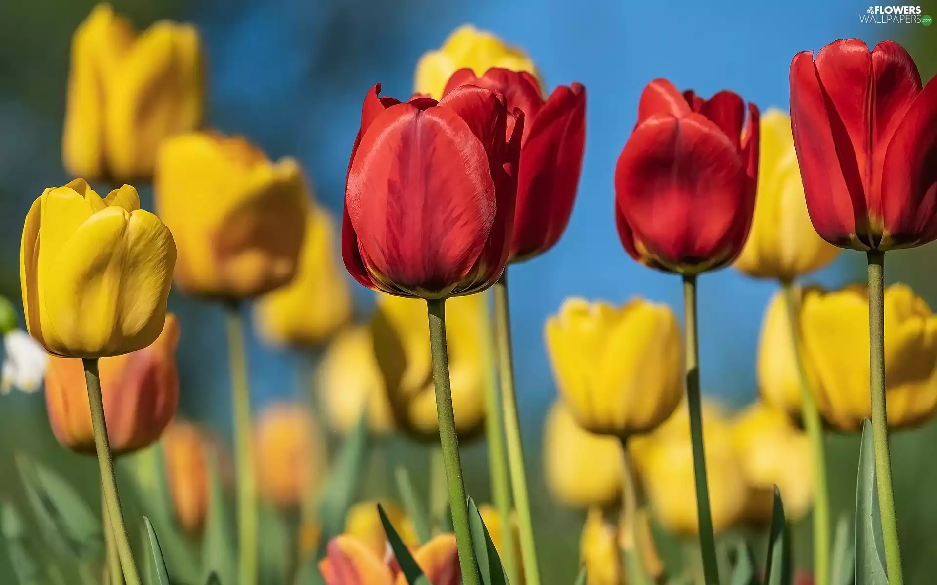 Red, Tulips, Yellow