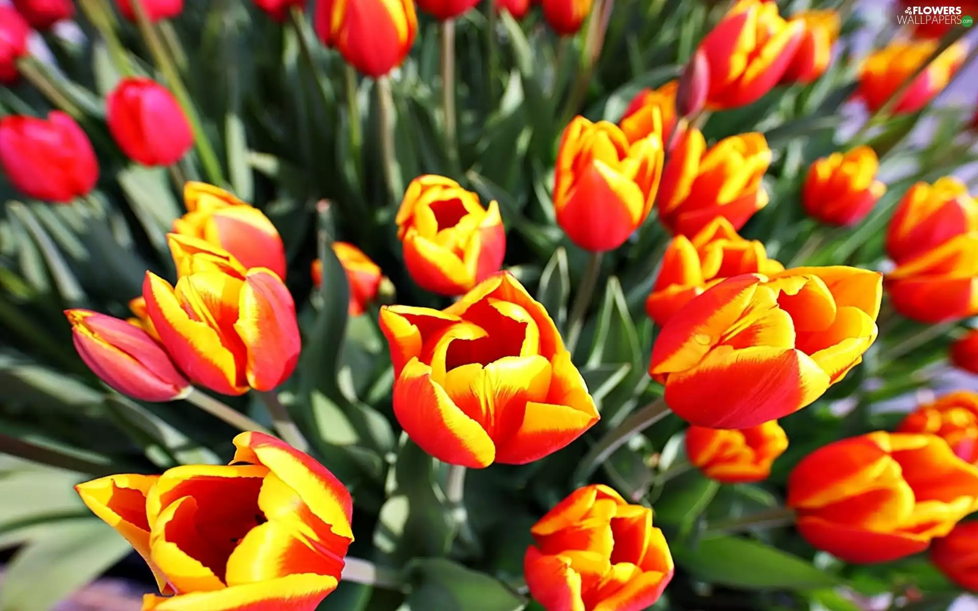 Red, Tulips, Yellow