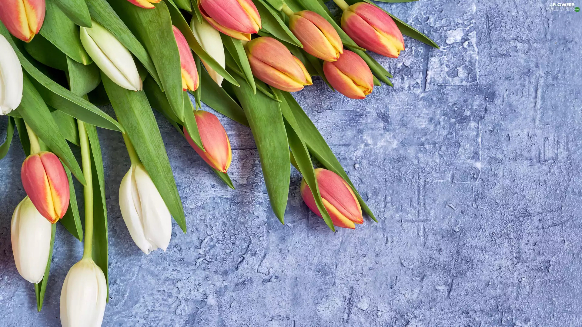 color, Red-Yellow, Tulips, White