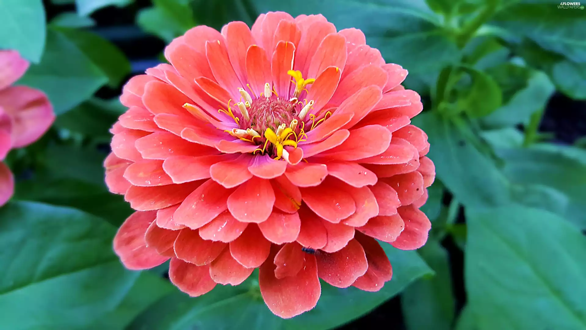 red hot, zinnia