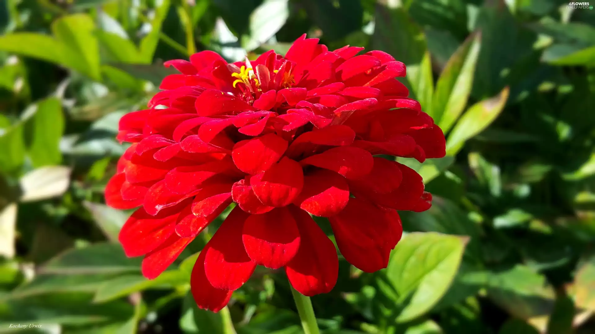 red hot, zinnia
