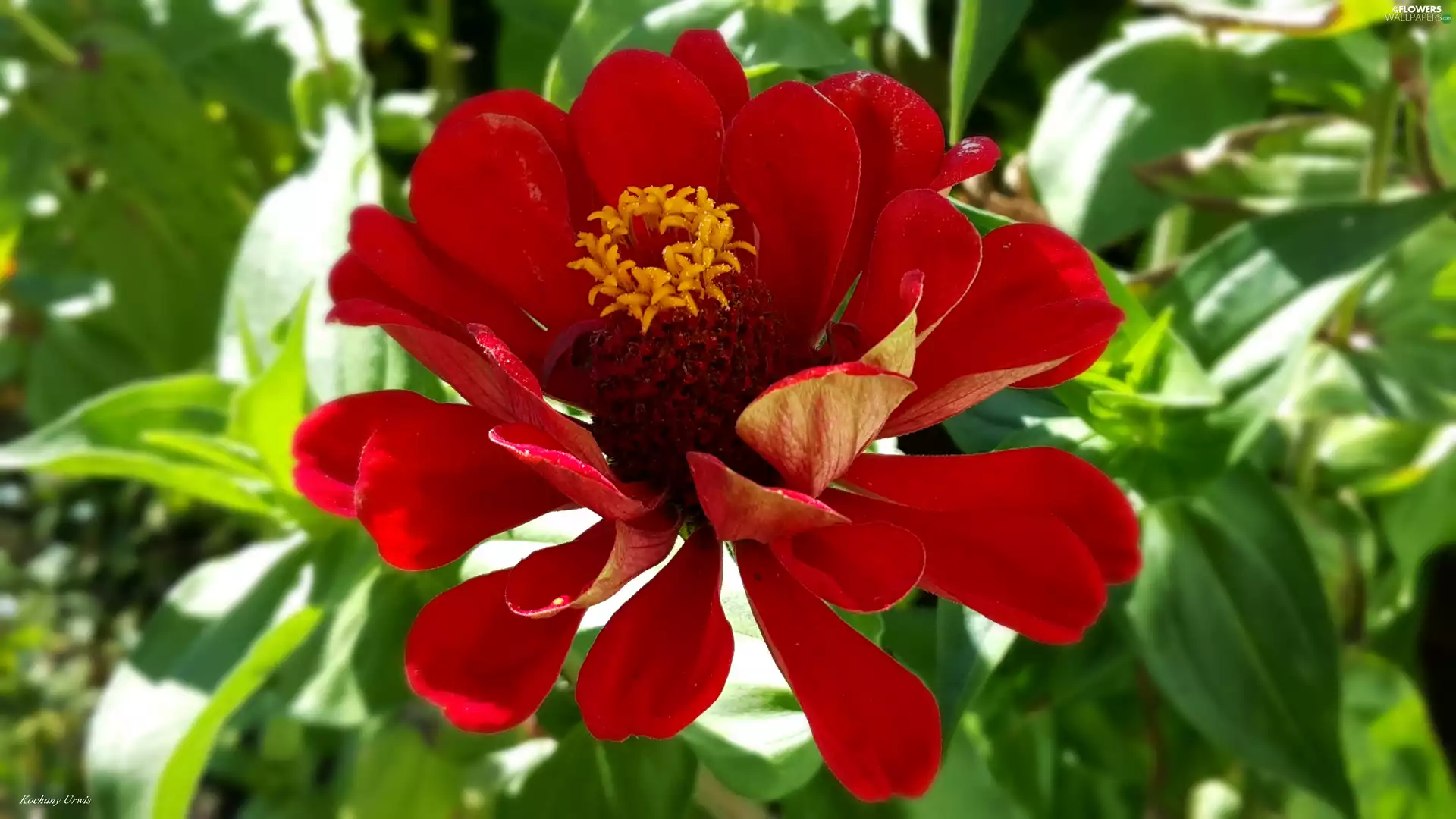 red hot, zinnia