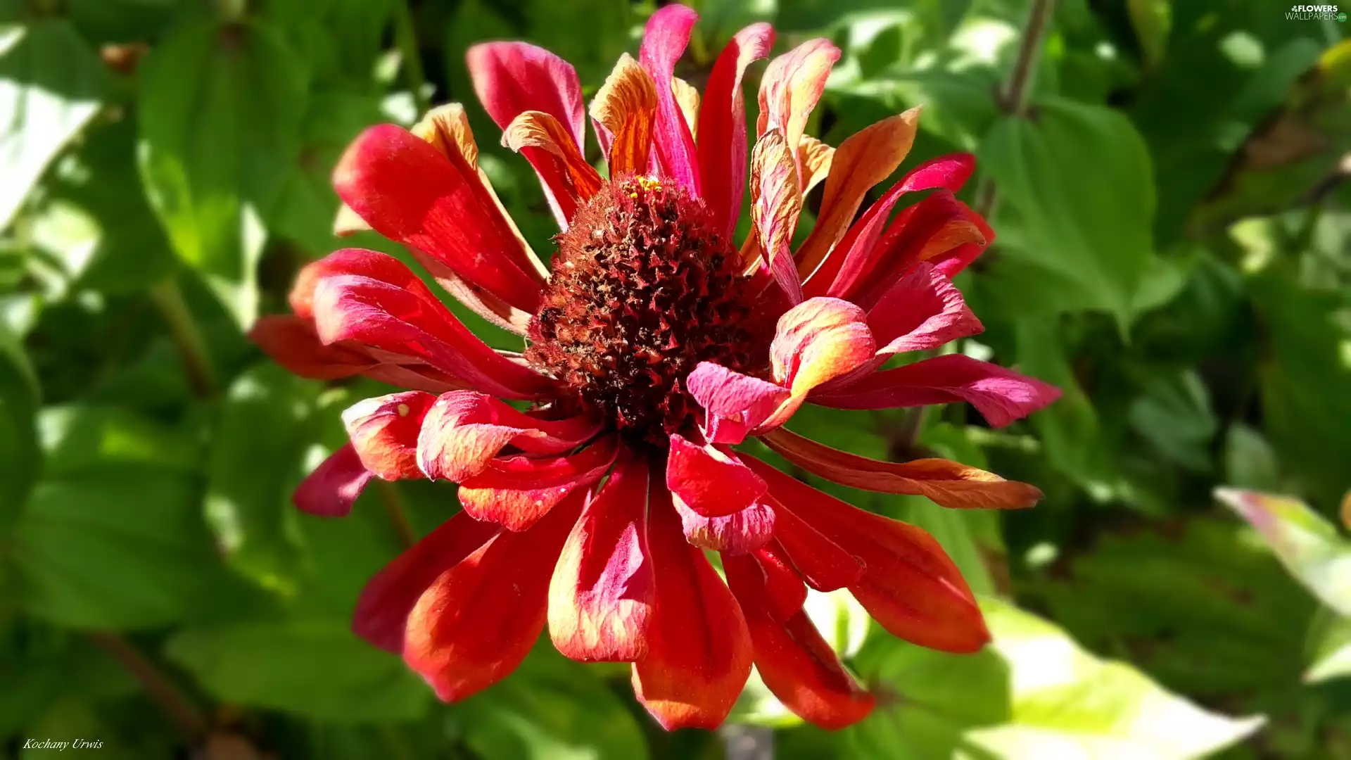 red hot, zinnia