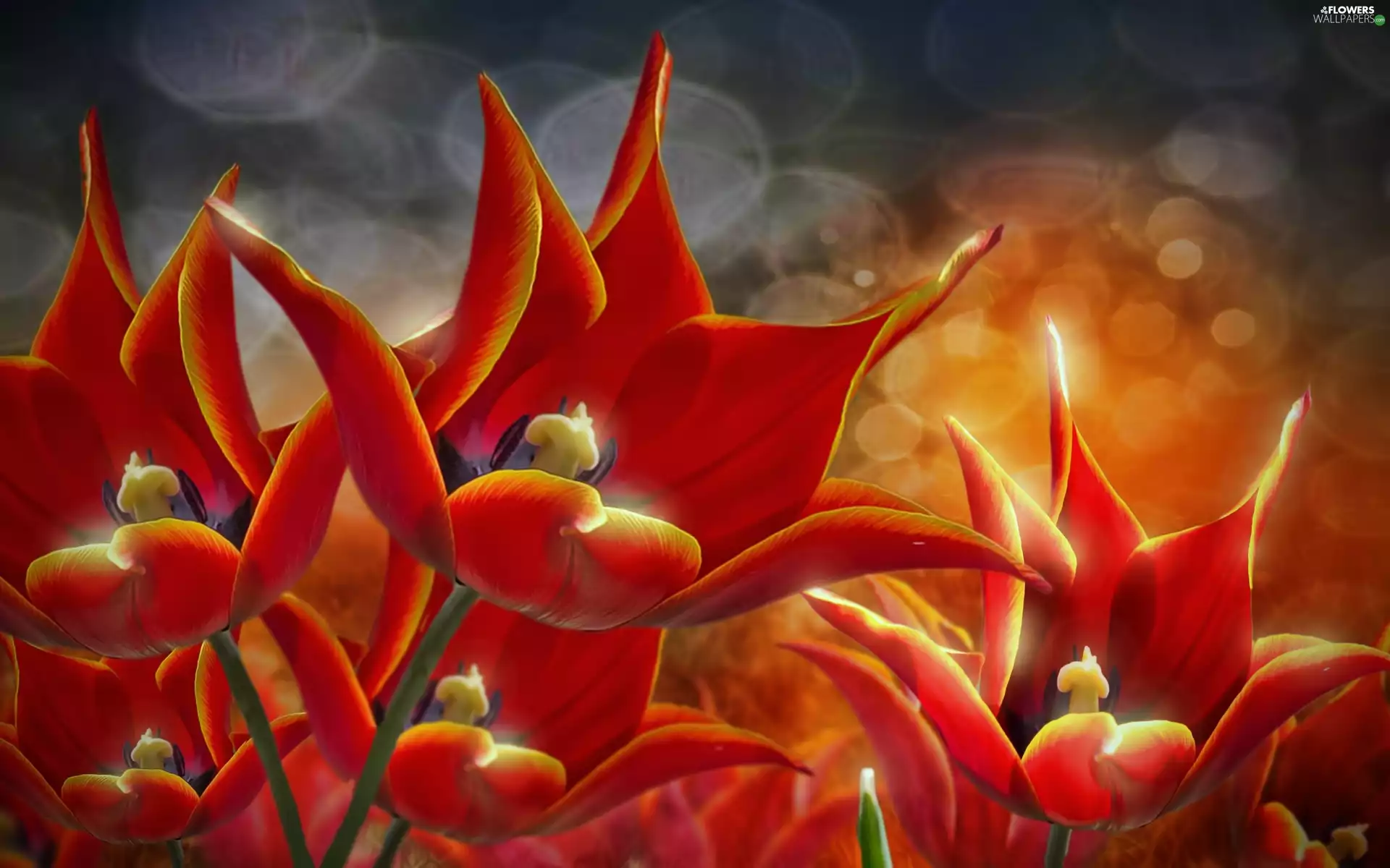 Redering, Red, Tulips