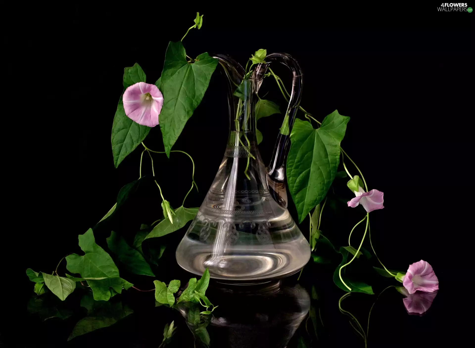 Leaf, glass, background, jug, Black, bindweed, Flowers, reflection